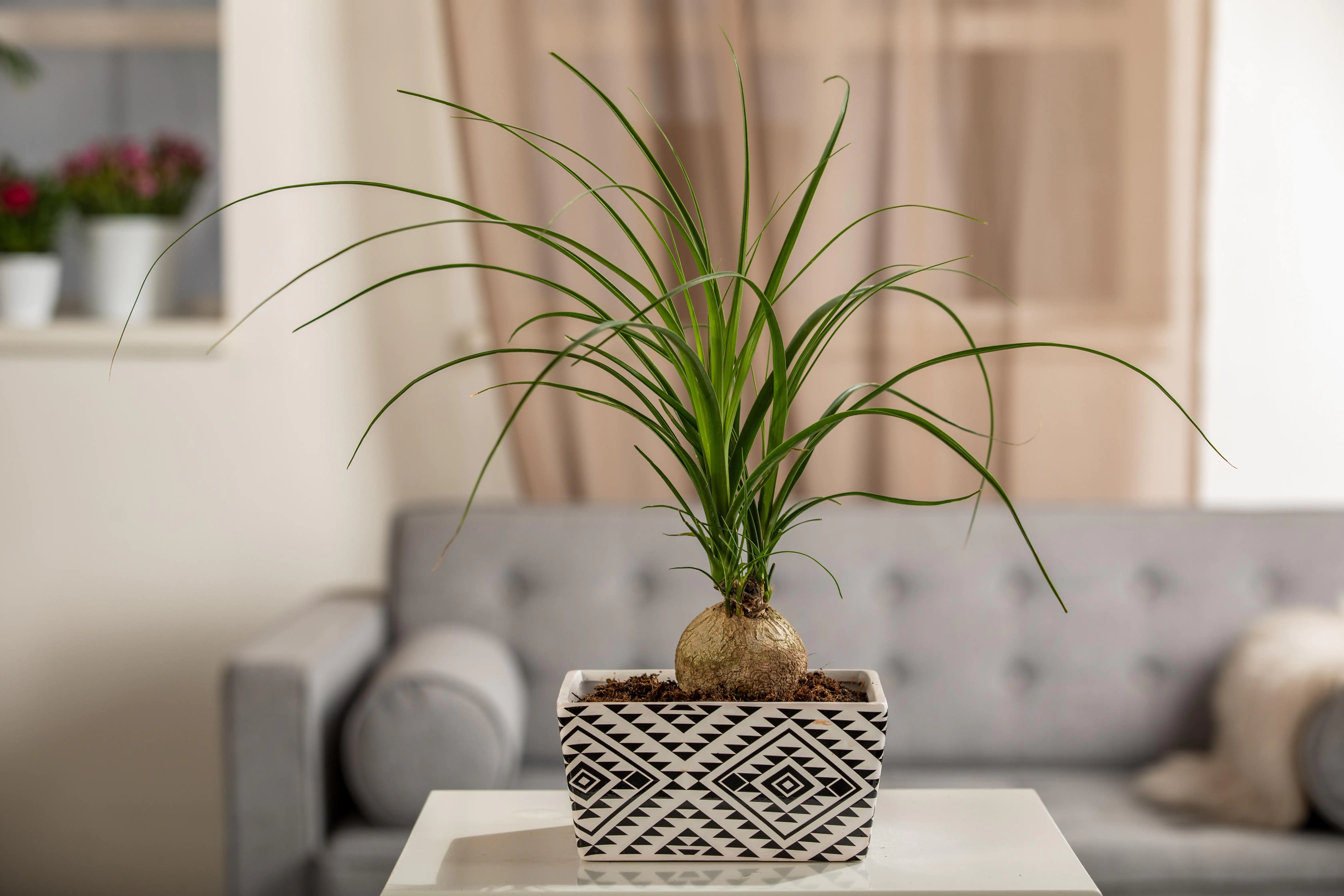 Elefantenfuß Beaucarnea Recurvata H ca. 30 cm 12 cm Topf