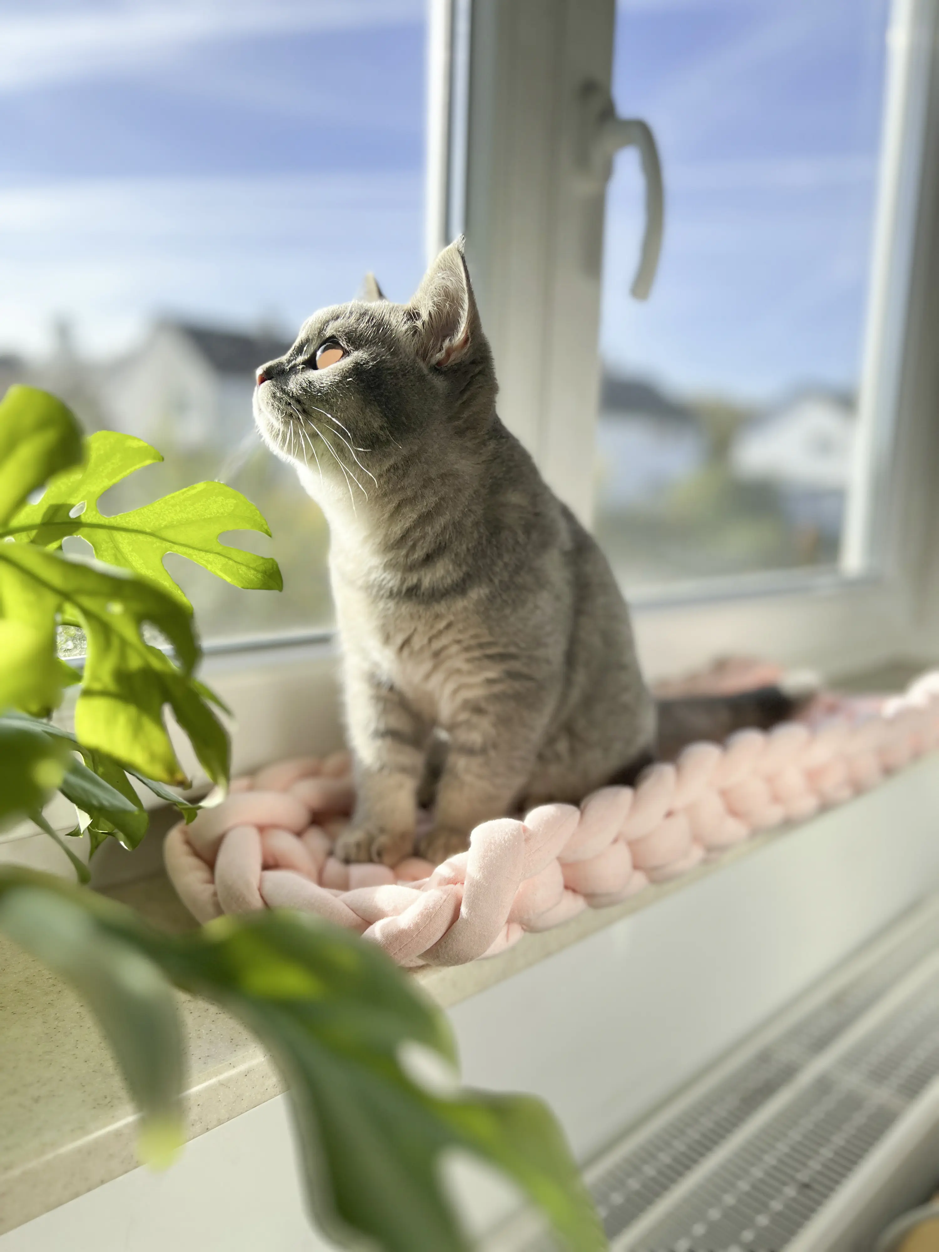 Aumüller Katzenbett XXL Grobstrick rose 66 x 25 x 6 cm