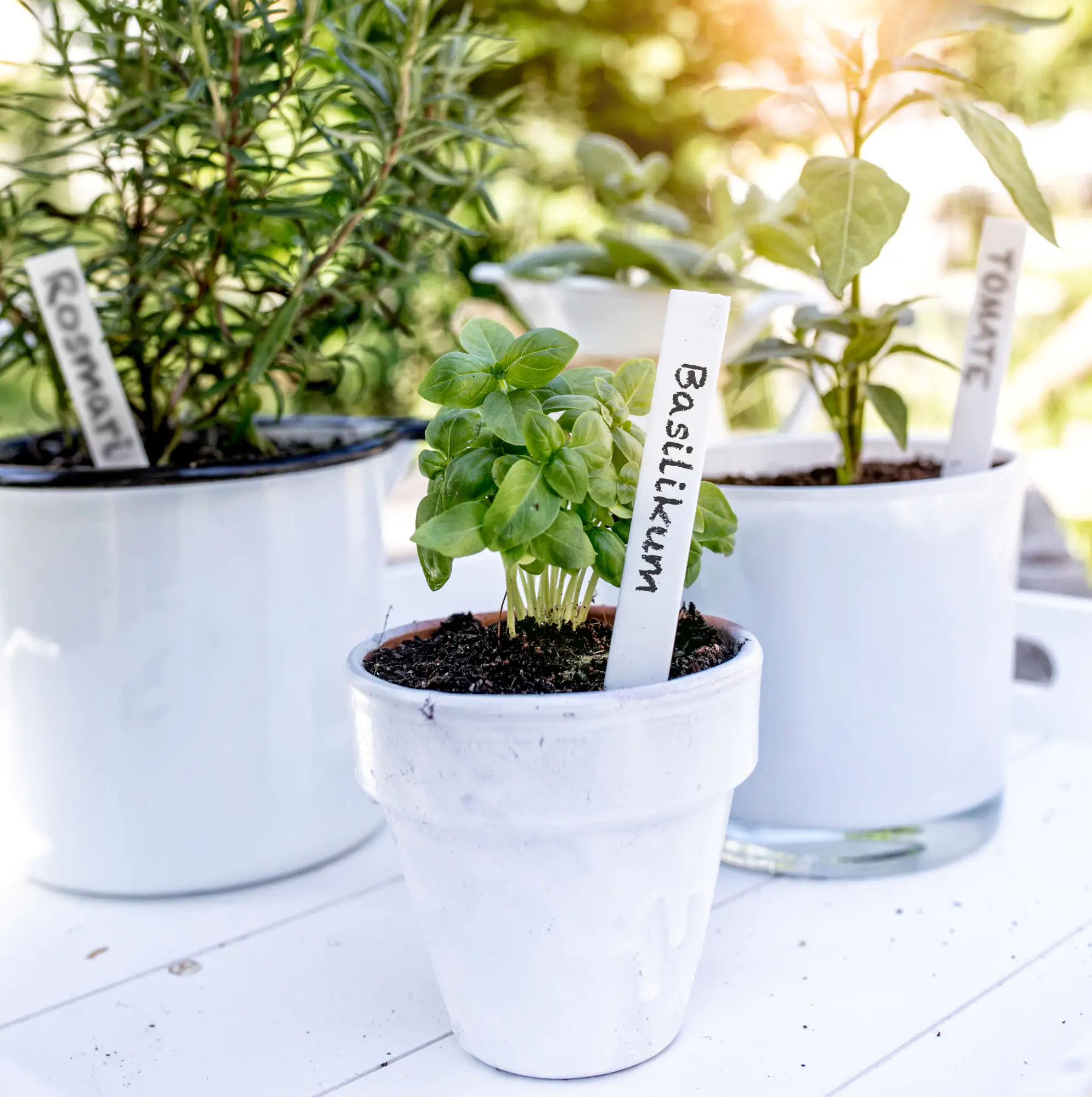 Windhager Stecketiketten 50 Stück, inkl. Stift