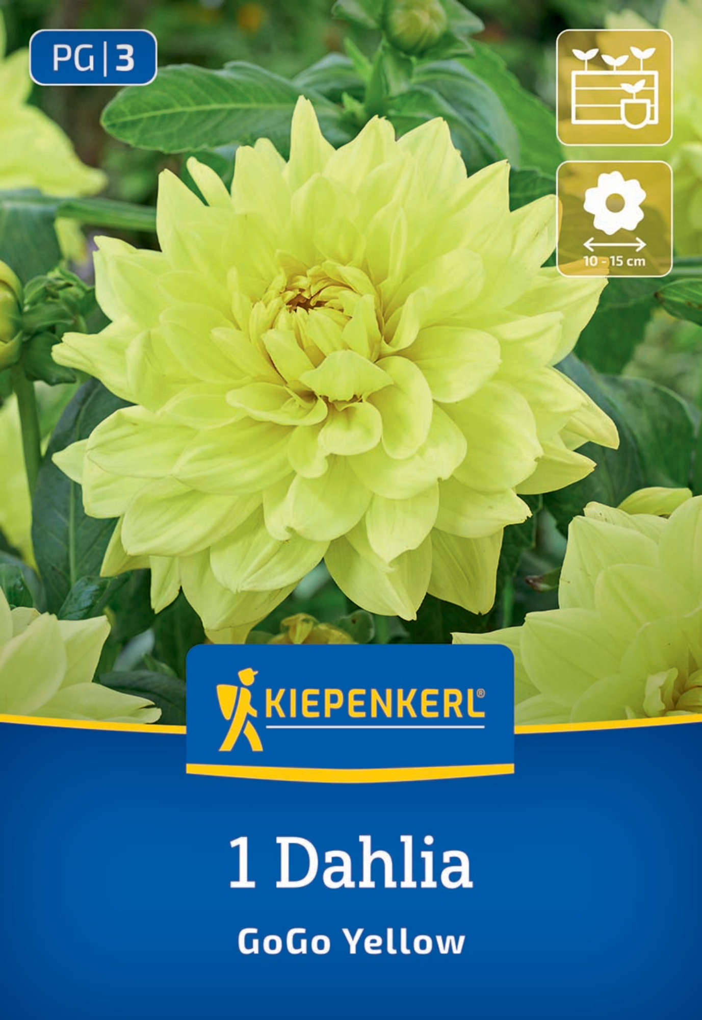 Kiepenkerl Frühjahrsblumenzwiebel Dekorative Dahlie Go Go Yellow 1 Stück
