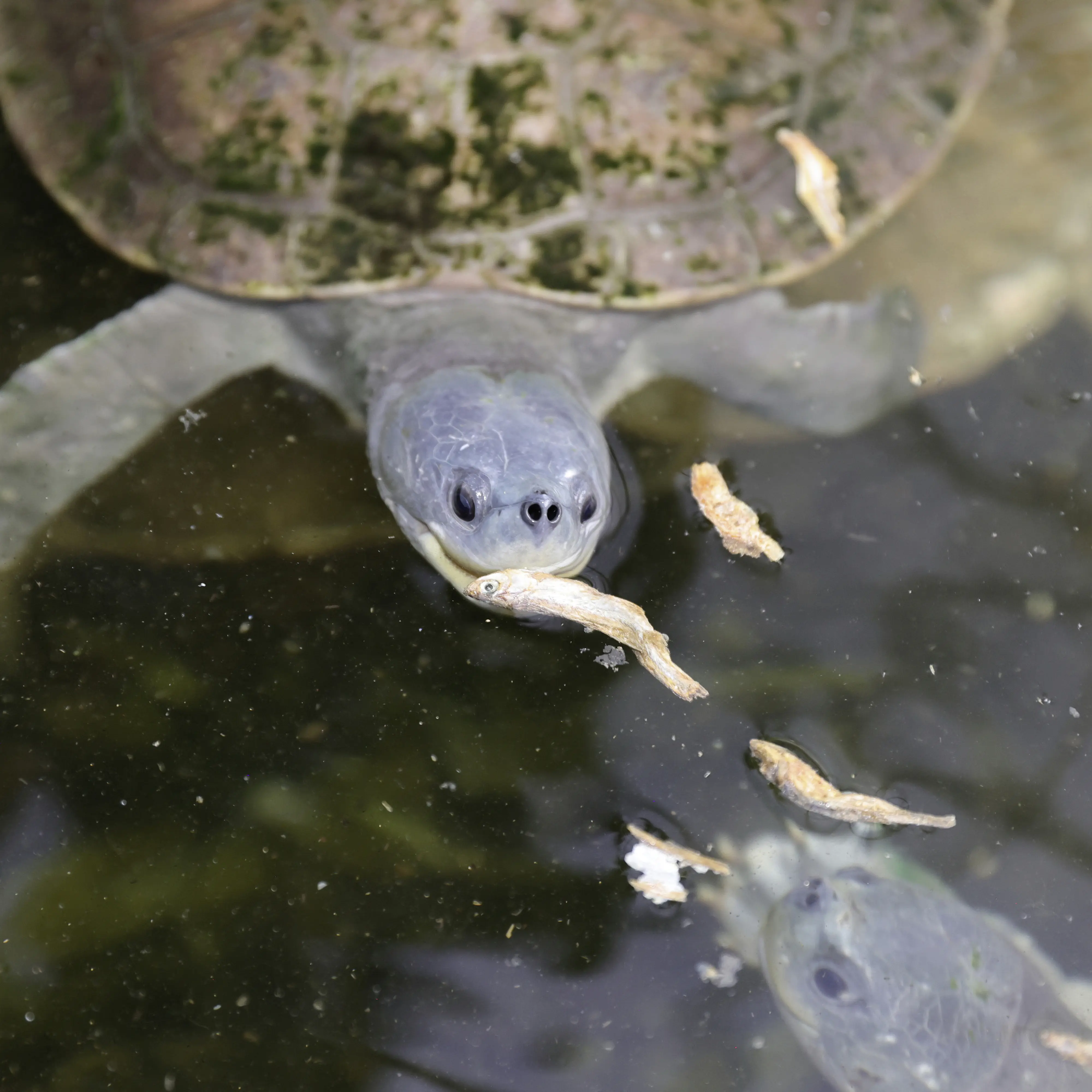 JBL Schildkrötenfutter Proterra Pescarus 250 ml