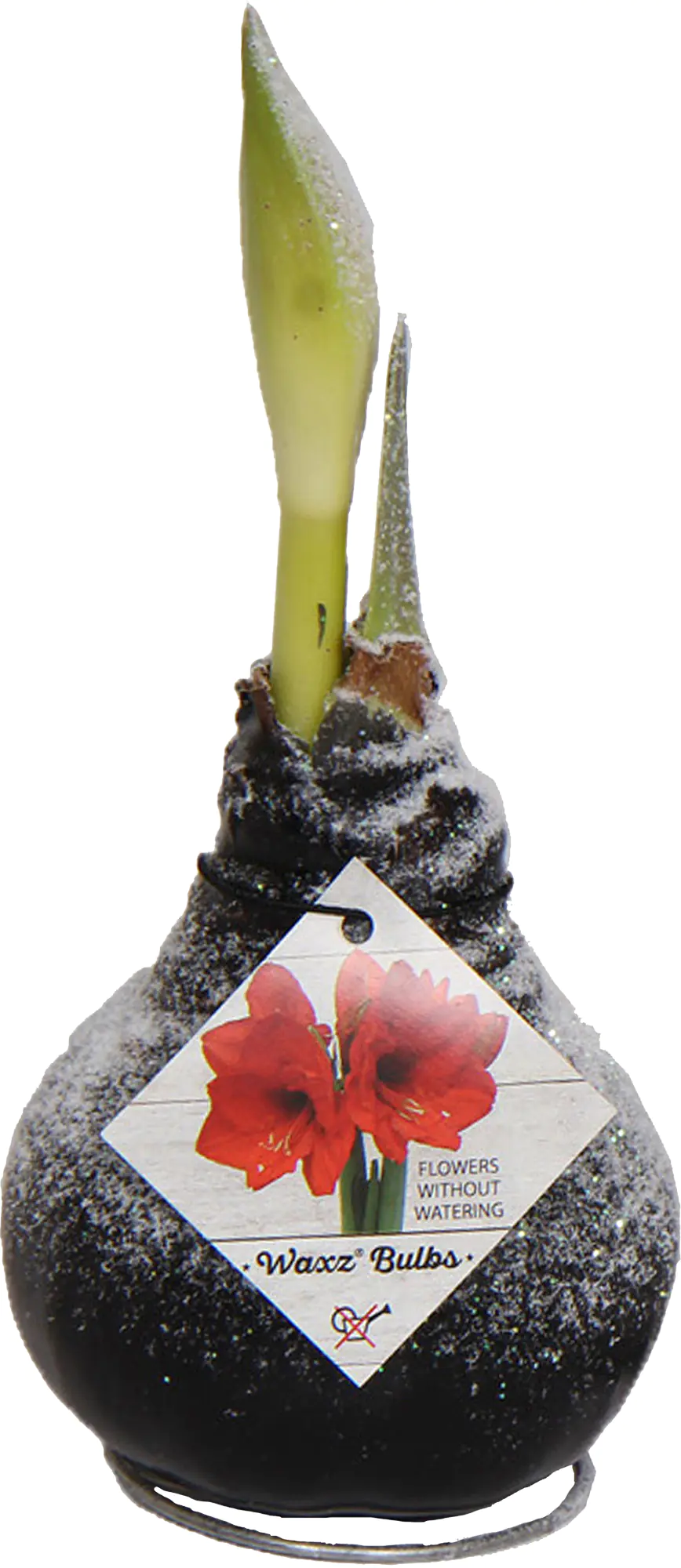 Amaryllis Hippeastrum rot in Wachs 