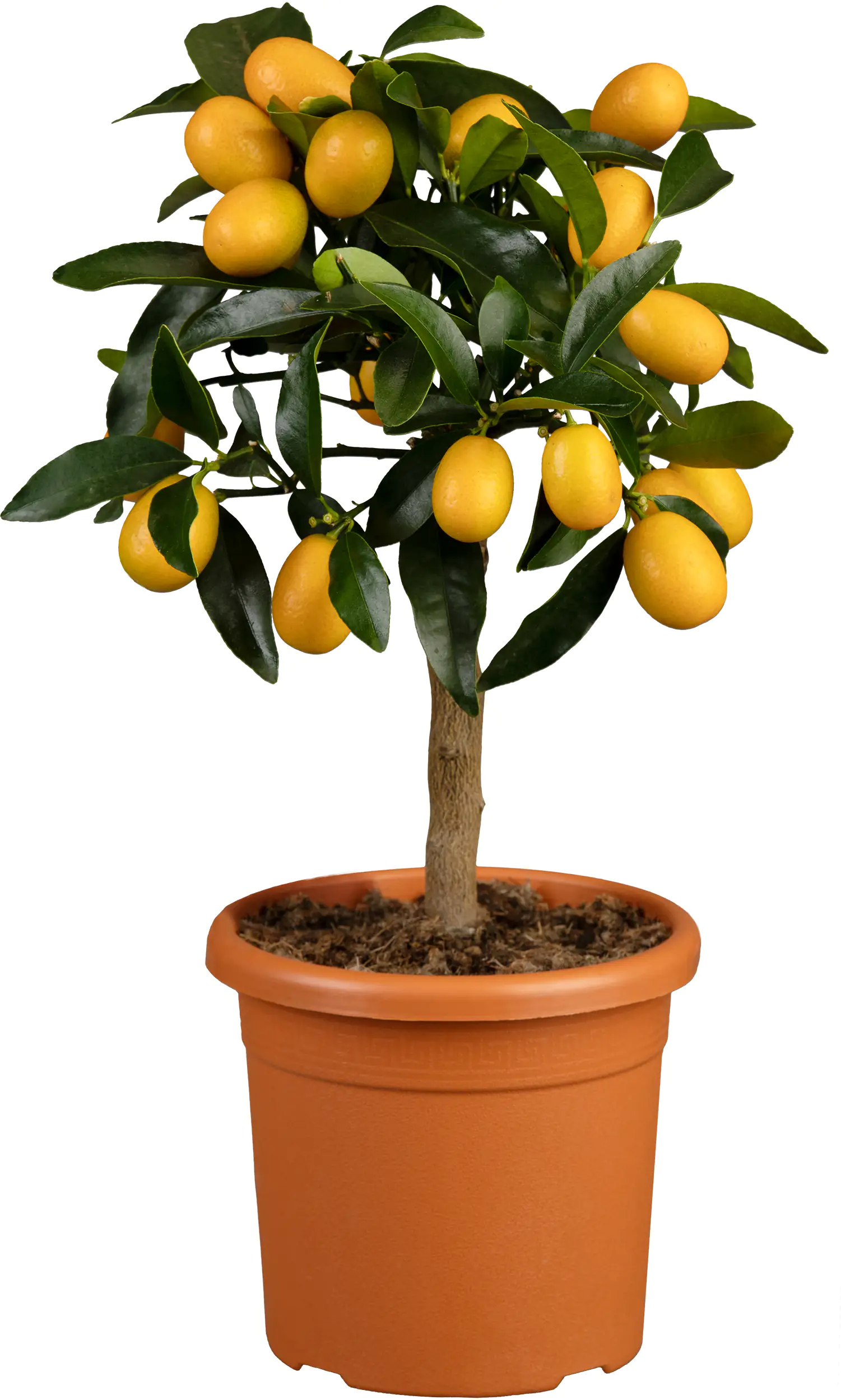 Citruspflanzen H ca 40 cm 15 cm Topf