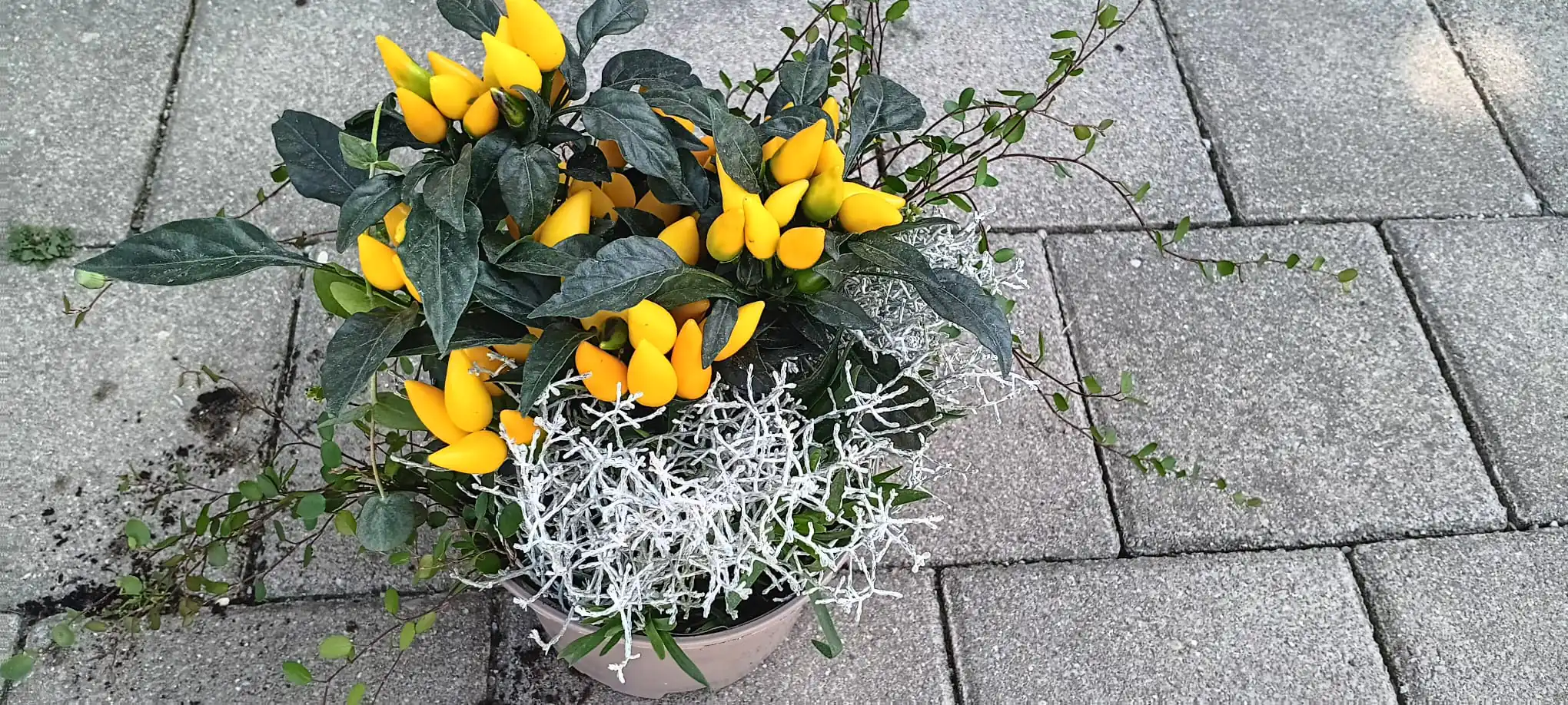 Arrangement Zierpfeffer 17 cm Topf