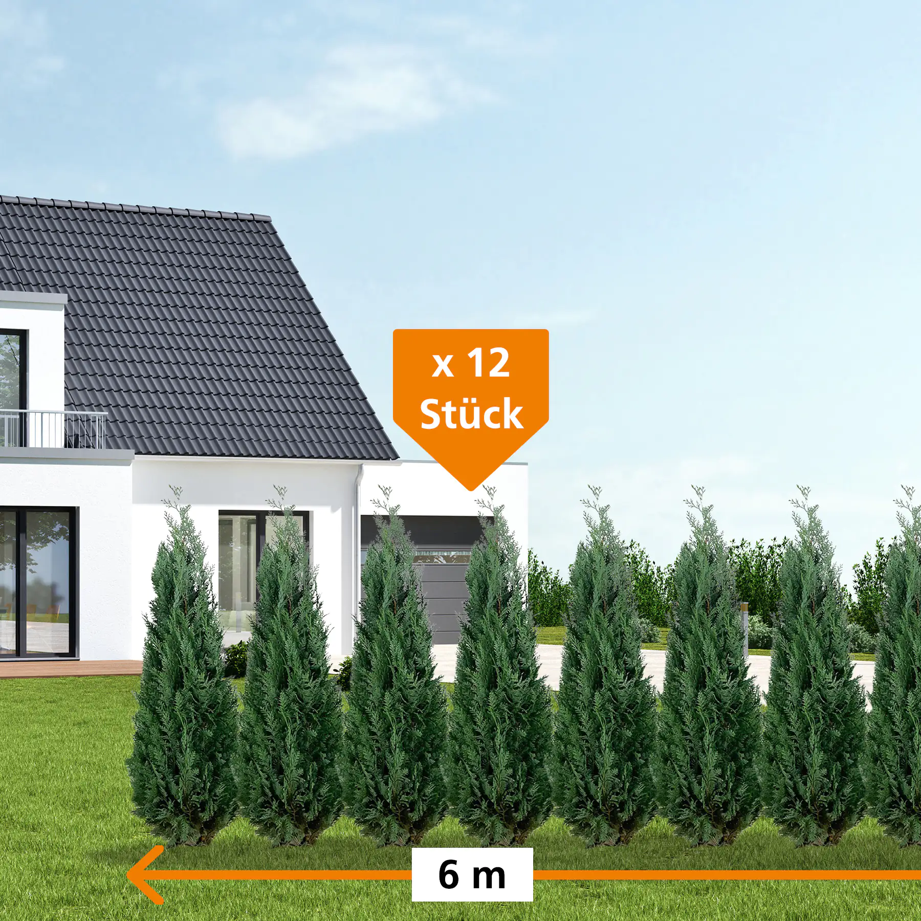 Blaue Scheinzypresse Cham. law. column. Glauca H 180 - 200 cm, 12 Stück