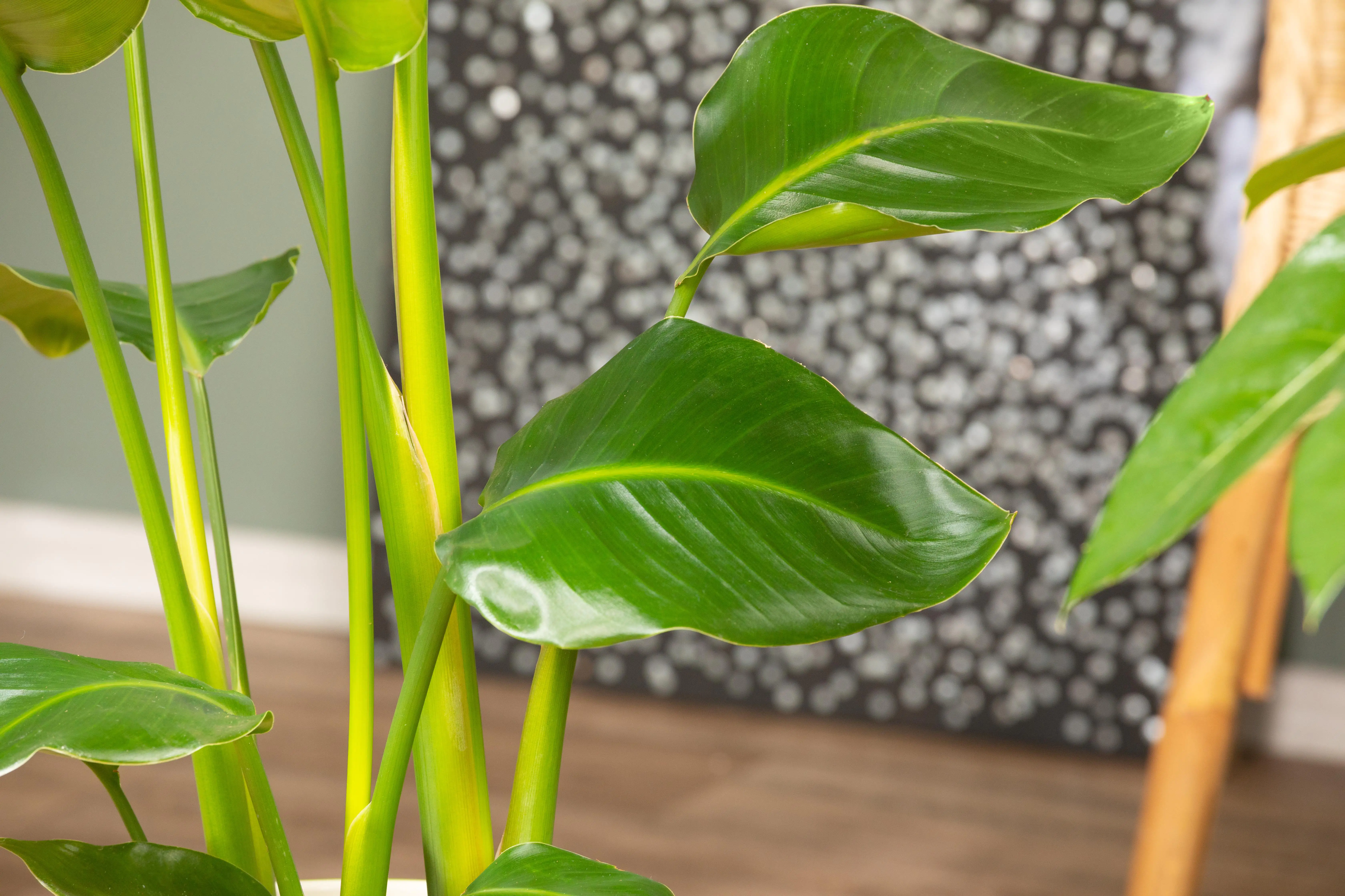 Paradiesvogelblume Strelitzia Nicolai in Korb H ca. 90 cm 21 cm Topf