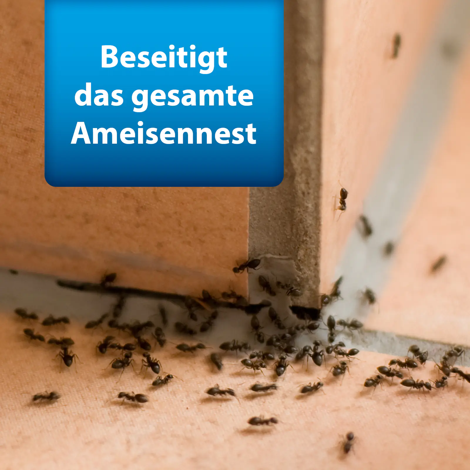 Ardap Pro Ameisenköderdose 3 Stück