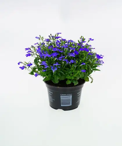 Männertreu Lobelia erinus H 15 cm 10,5 cm Topf