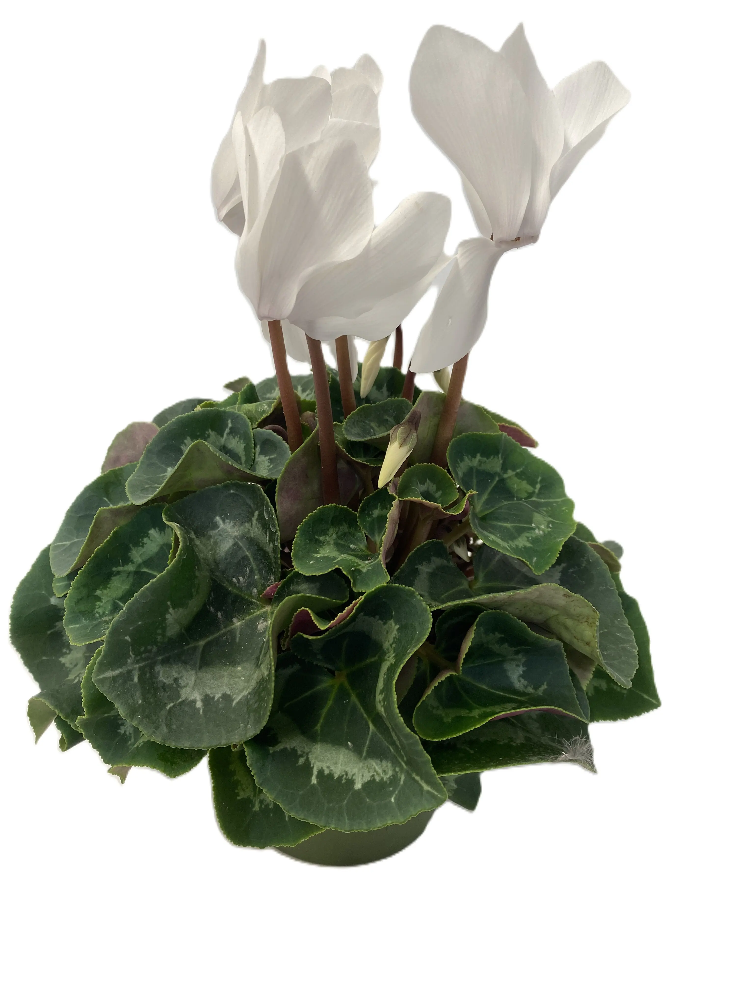 Alpenveilchen Cyclamen Mammoth im 13 cm Topf