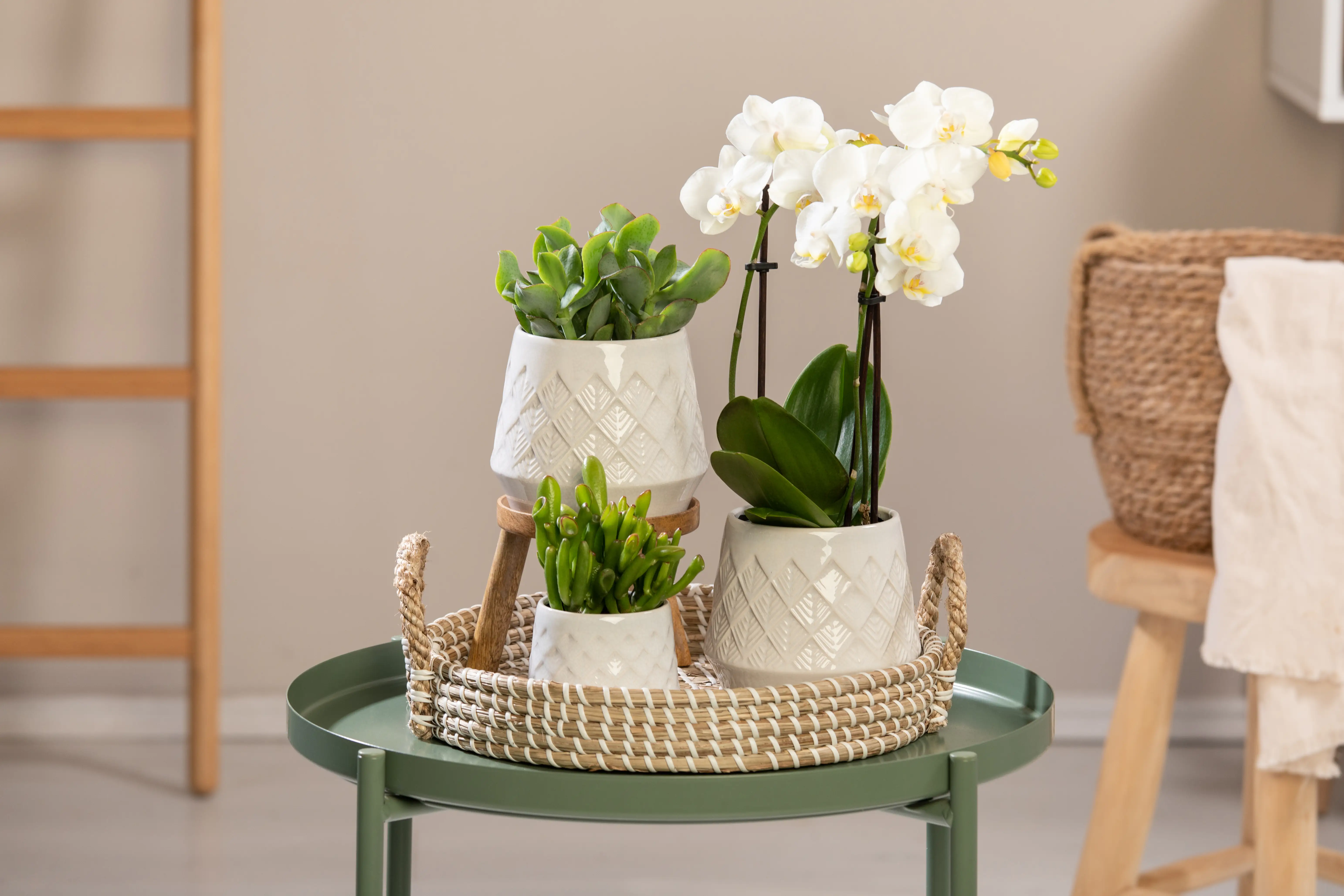 Pflanzenarrangement Orchidee und Sukkulenten Bohemian White