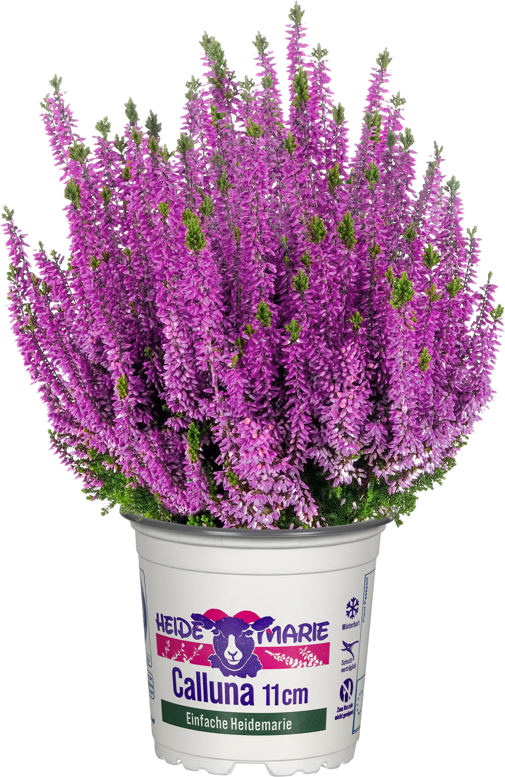Heidemarie Calluna vulgaris die Einfache Heidemarie® H 12 - 15 cm P11 Container