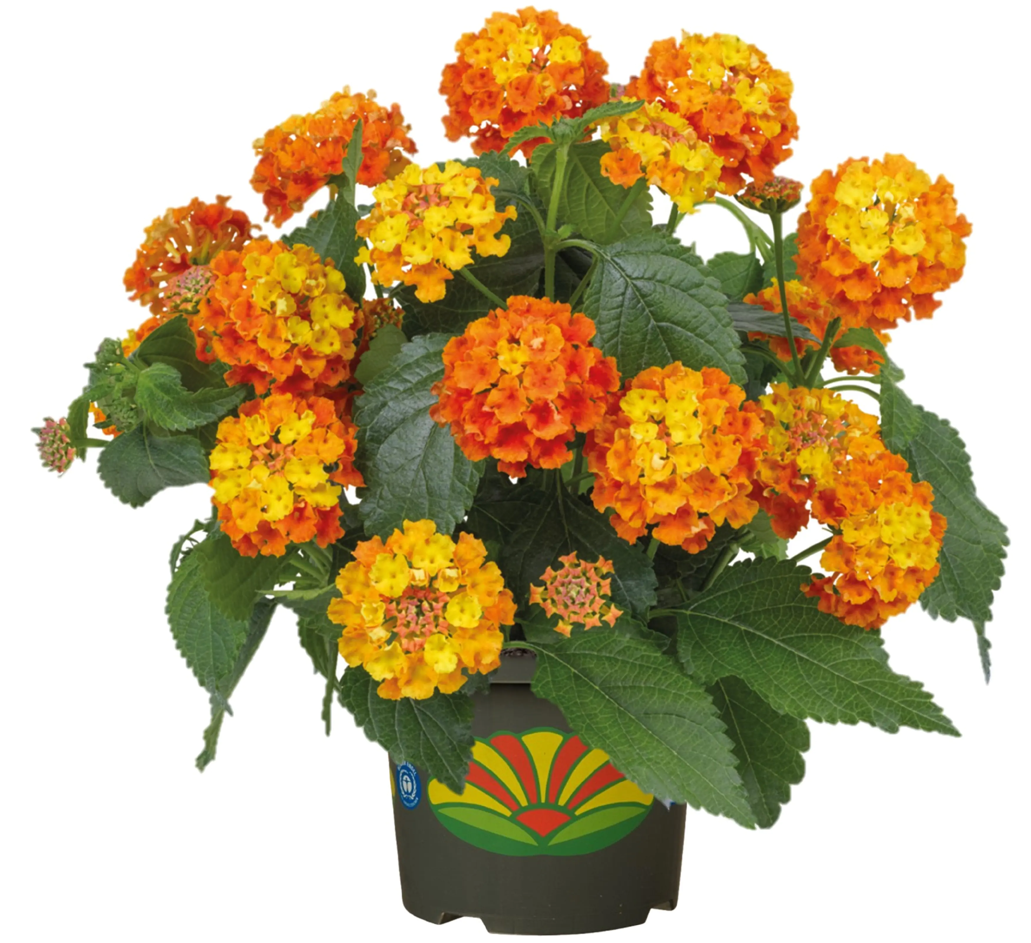 Lantana Wandelröschen H 60 cm 5 L Container