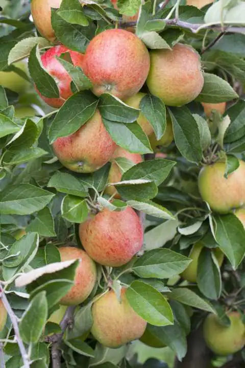 Apfelbaum Braeburn 7,5 L Container