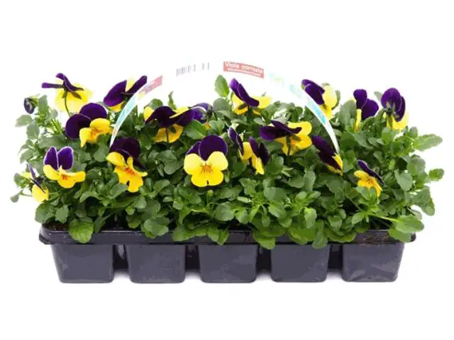 Hornveilchen Viola cornuta H ca. 10 cm, 10er Pack