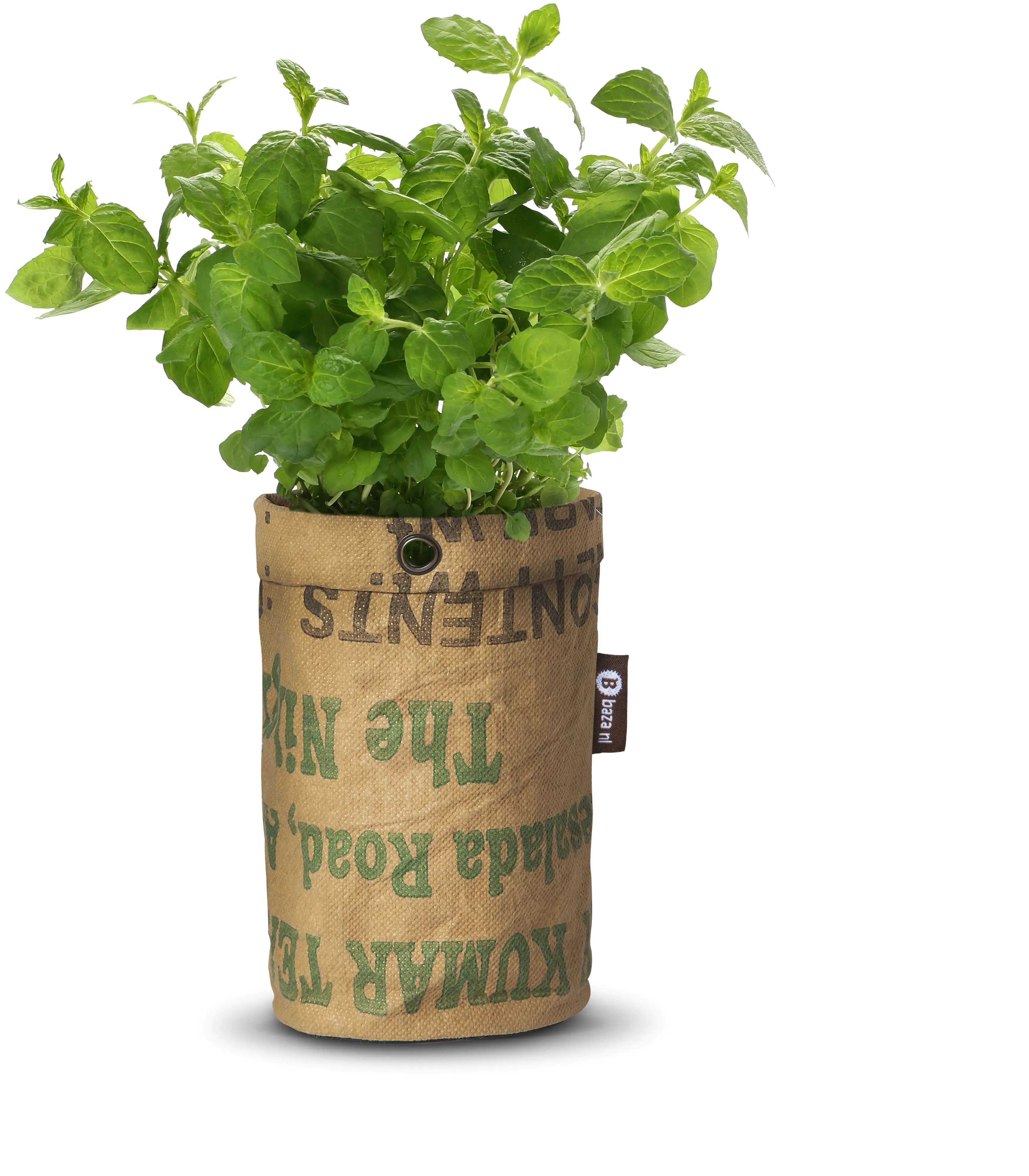 Baza Seeds Teegarten Bio Minze Baza Seeds Teegarten Bio Minze