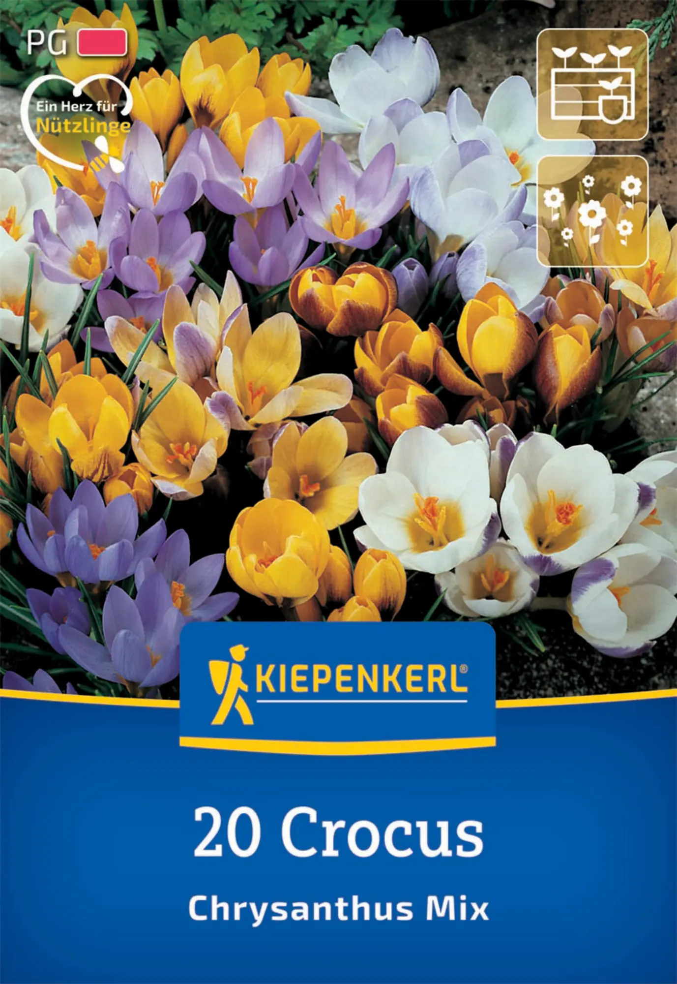 Kiepenkerl Herbstblumenzwiebel Krokus Mischung 20 Pflanzen