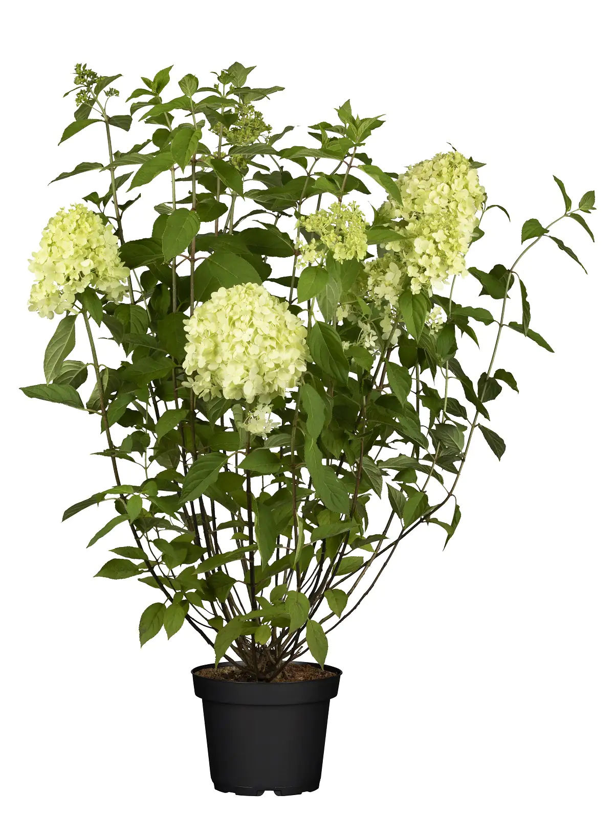 Rispenhortensie 'Limelight' 5 l Container Rispenhortensie 'Limelight' 5 l Container