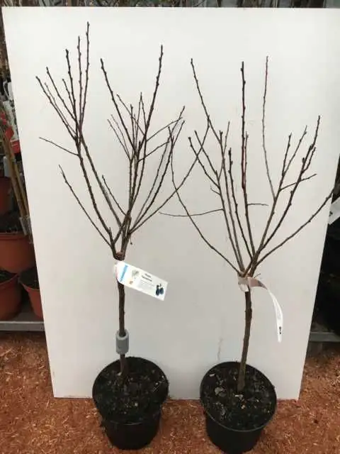 Pflaumenbaum 100-125 cm hoch 5 L Container