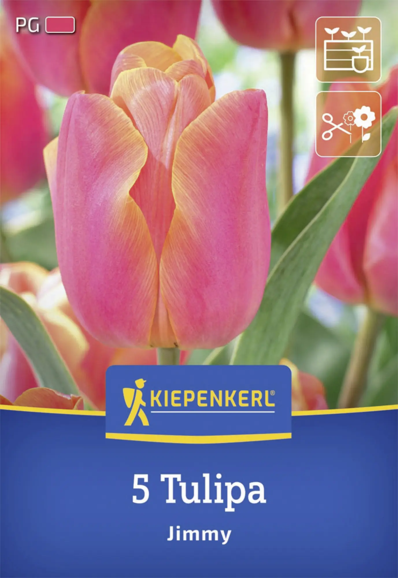 Kiepenkerl Herbstblumenzwiebel Triumph-Tulpe Jimmy 5 Stück