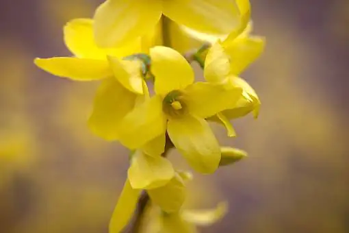 Goldglöckchen 3 l Container