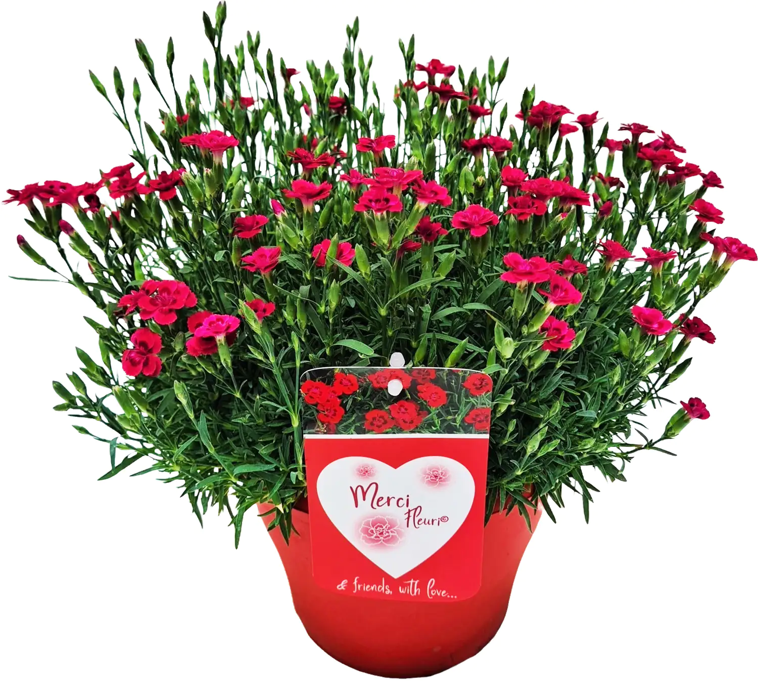 Nelken Dianthus Merci Fleuri 19 cm Topf ca. 30 cm hoch
