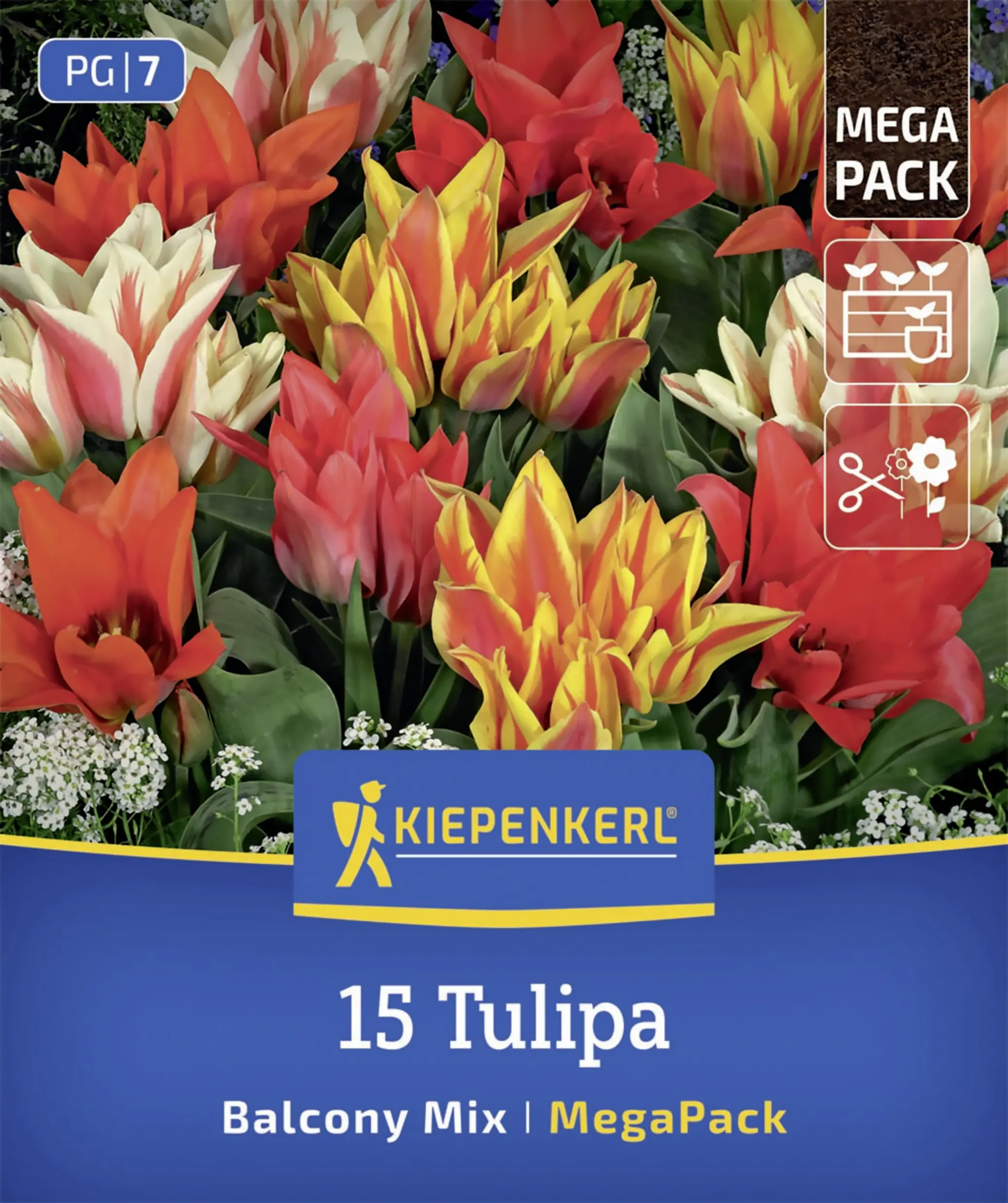 Kiepenkerl Mega-Pack Botanischer Tulpen Balkonzauber Mix mehrfarbig 15 Stück
