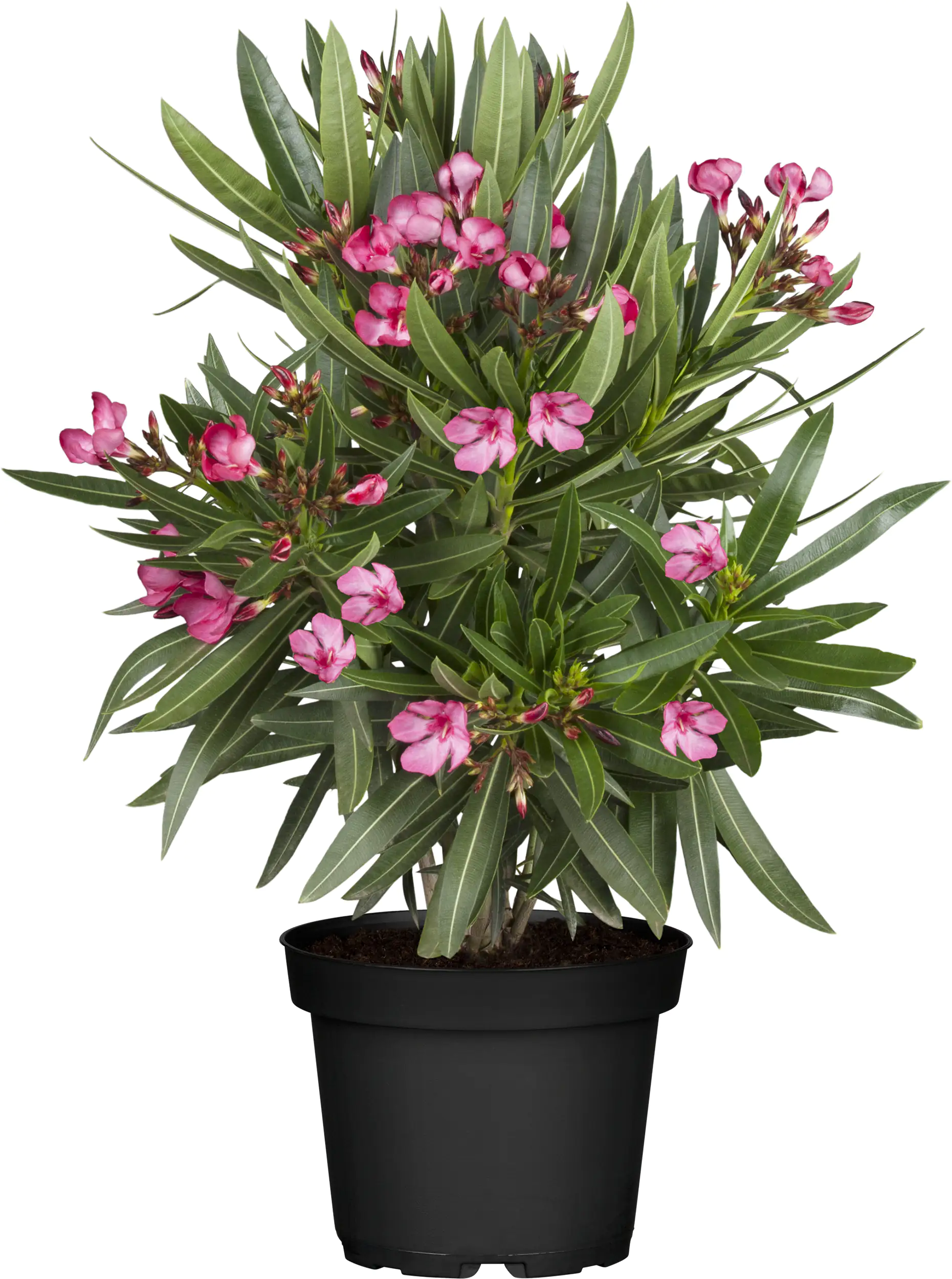 Oleander Busch Nerium oleander H 35 cm 14 cm Topf
