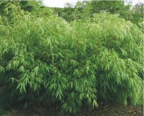 Bambus Fargesia Rufa H 60-80 cm 7,5 Liter Container