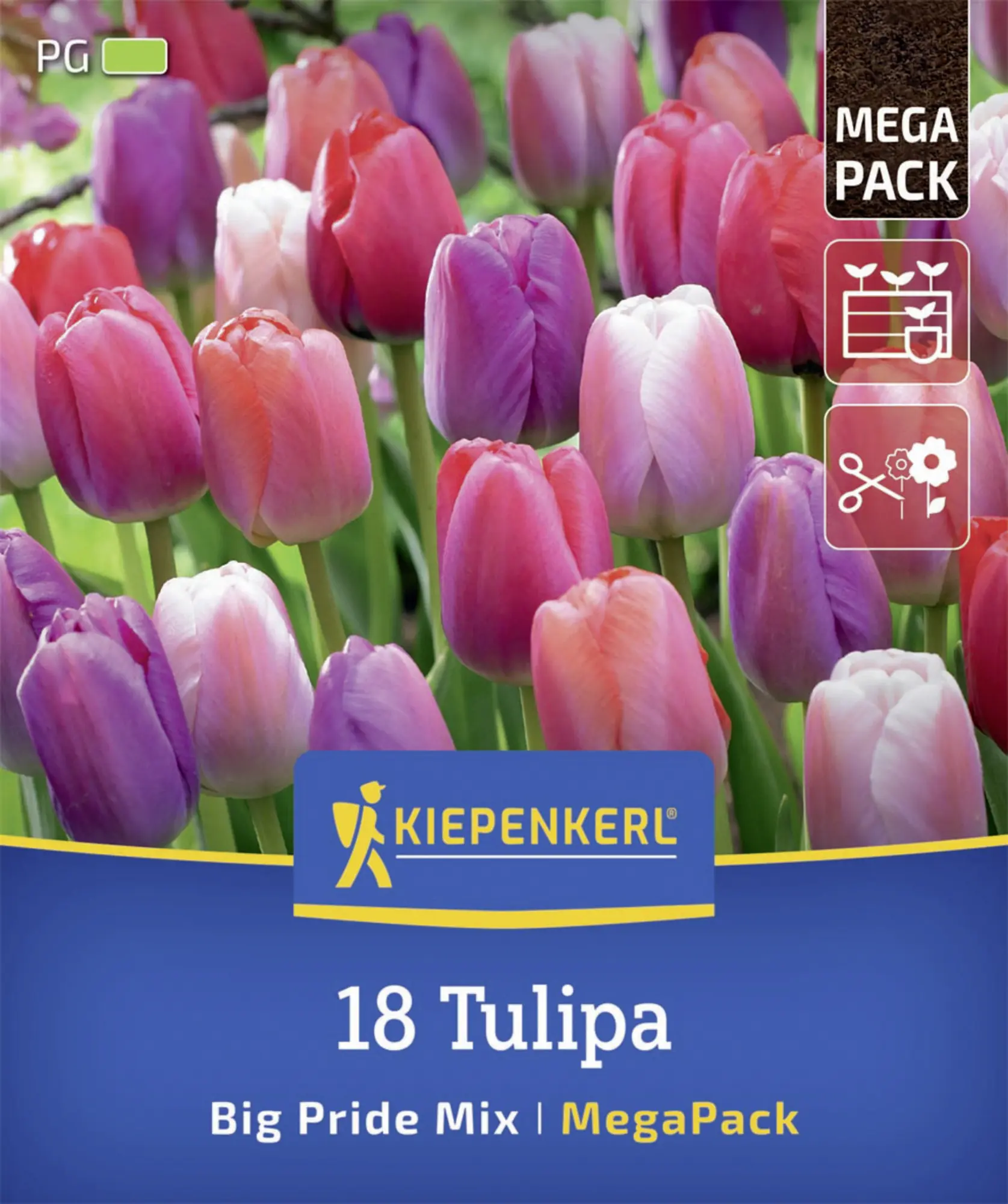 Kiepenkerl Herbstblumenzwiebelmischung Mega-Pack Darwin-Hybrid-Tulpe Big Pride 18 Stück