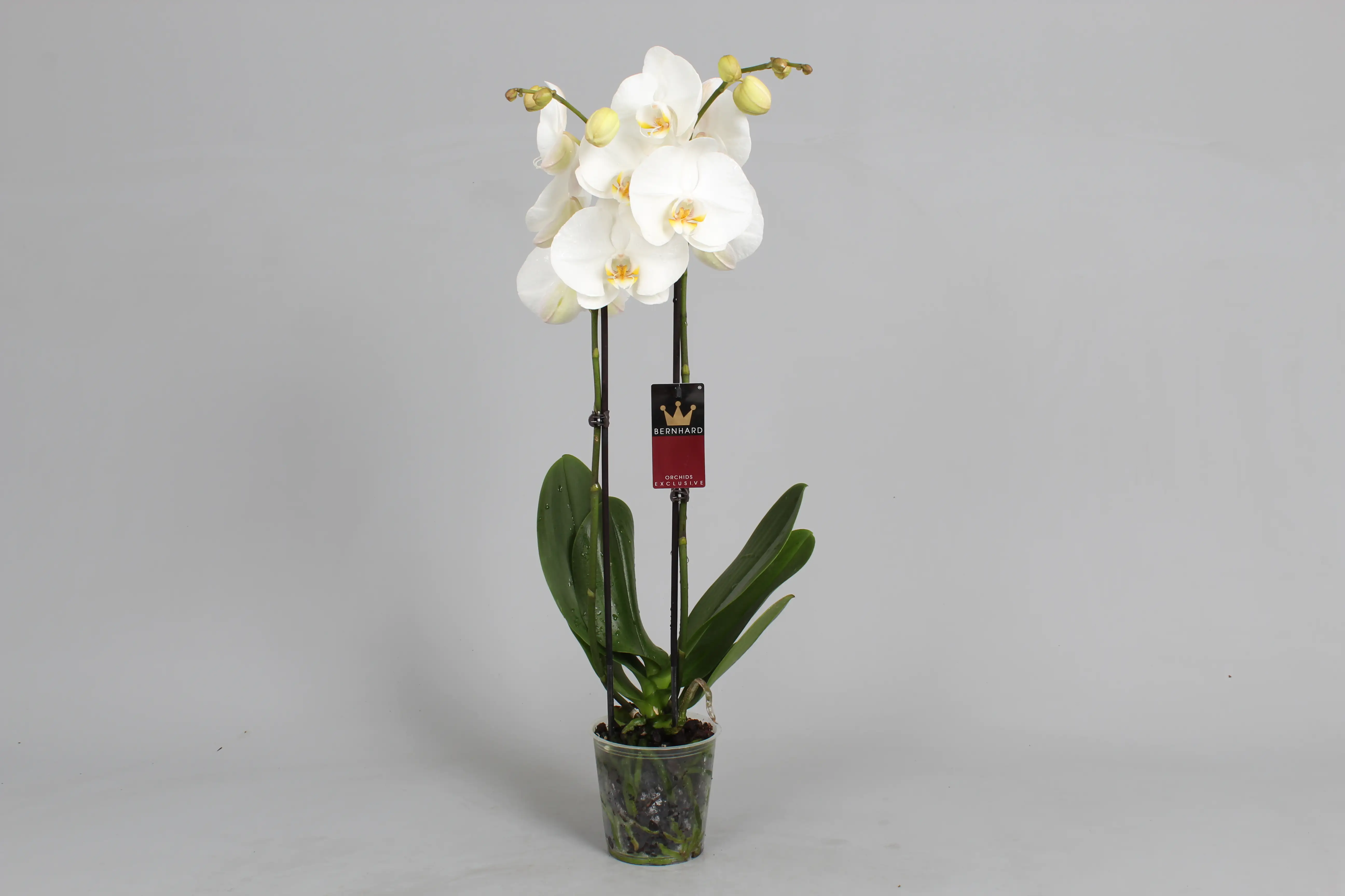 Orchidee Phalaenopsis 2-Trieber H 60 - 70 cm  12 cm Topf