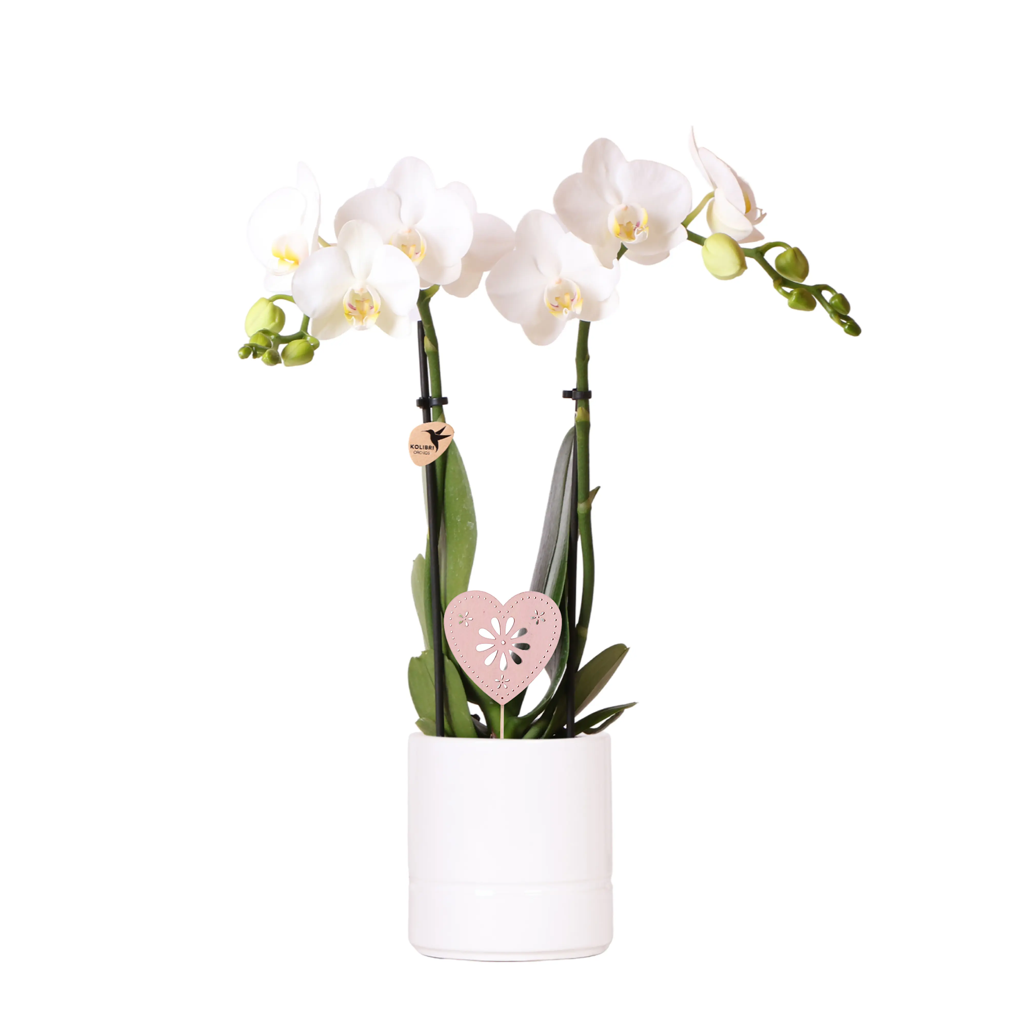 Schmetterlingsorchidee Phalaenopsis im  9 cm Keramiktopf mit Deko zum Valentinstag
