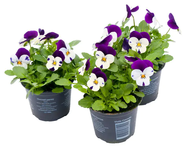 Hornveilchen Viola cornuta H 15 cm 9 cm Topf Hornveilchen Viola cornuta H 15 cm 9 cm Topf