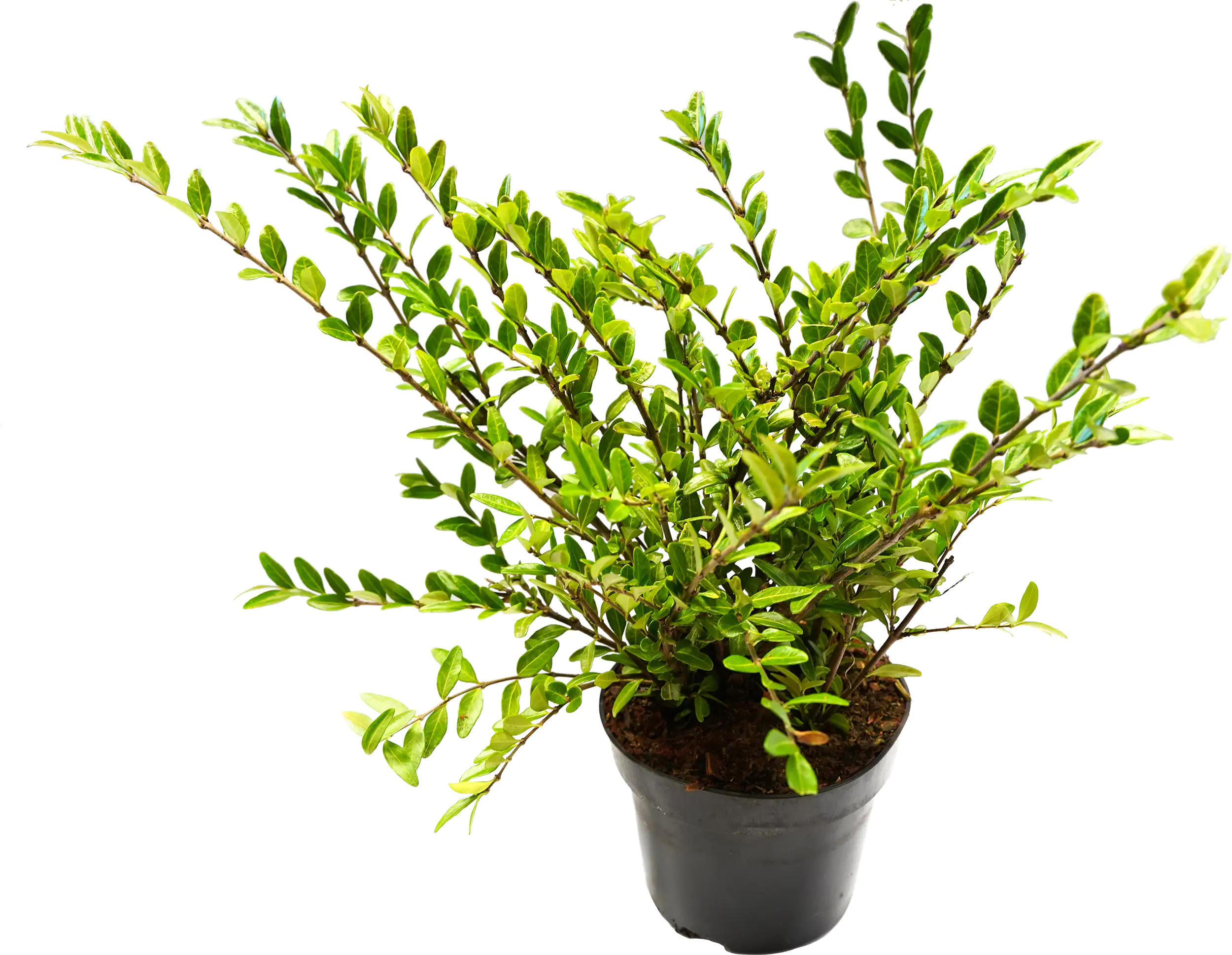 Böschungsmyrthe Lonicera pileata H 20 - 30 cm 12 cm Topf