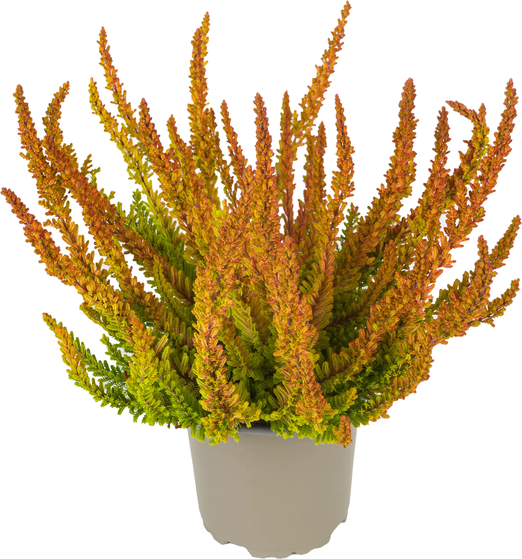 Heidekraut Calluna Zoe 11 cm Topf Heidekraut Calluna Zoe 11 cm Topf