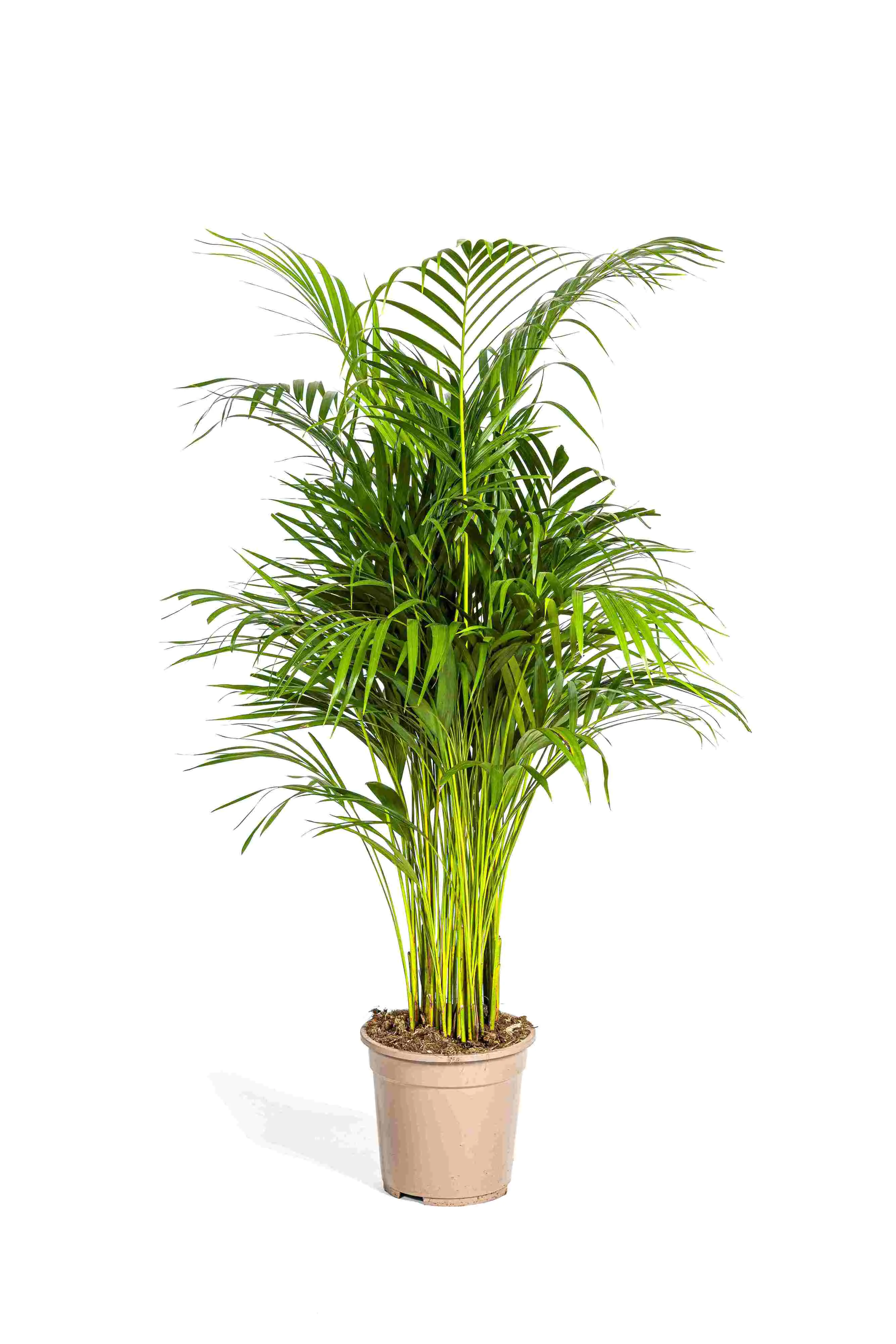 Goldfruchtpalme 21 cm Topf, ca. 90 cm hoch Goldfruchtpalme 21 cm Topf, ca. 90 cm hoch