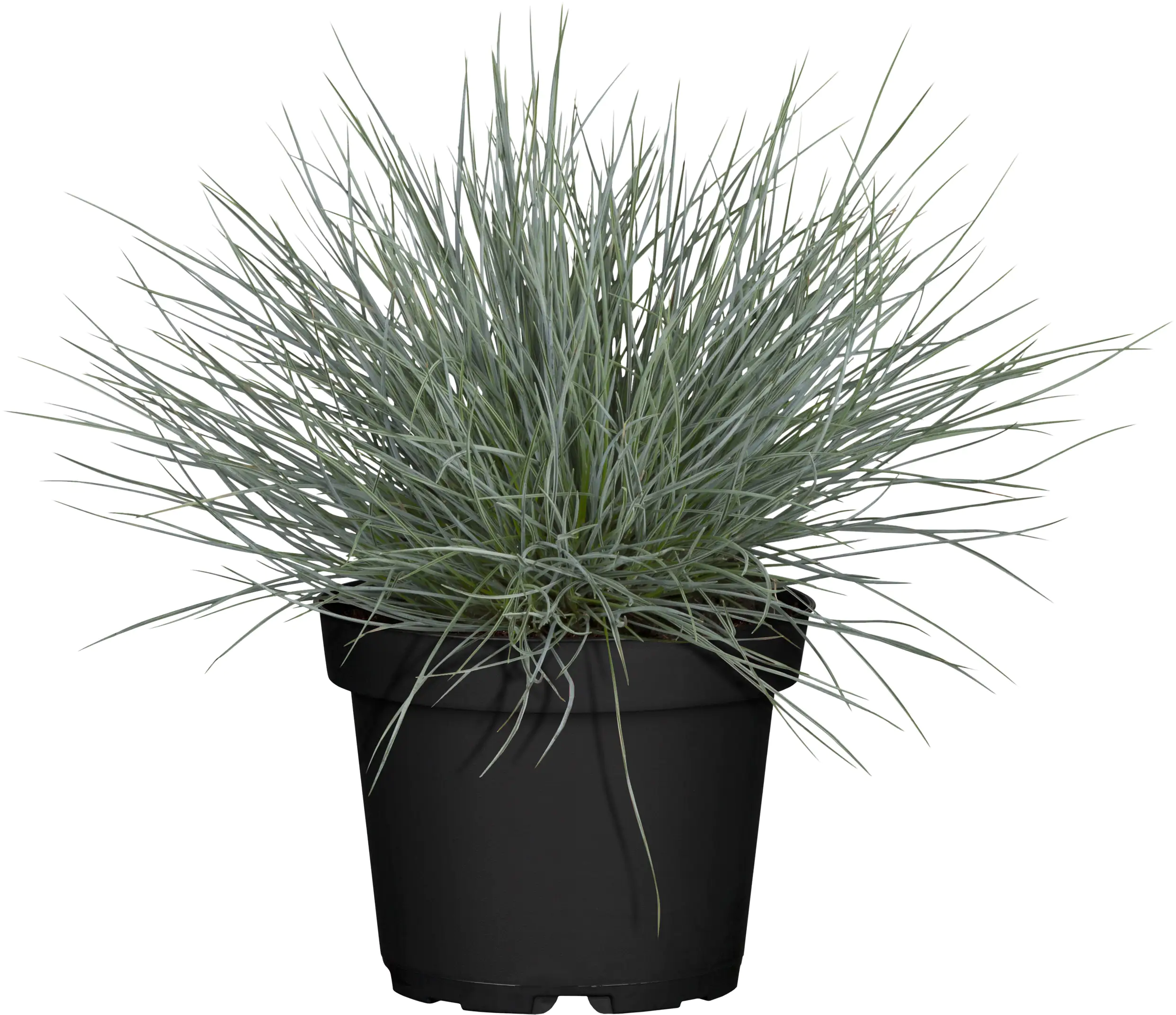 8717432680657_02 Herbstzauber Mix 10,5 cm Topf