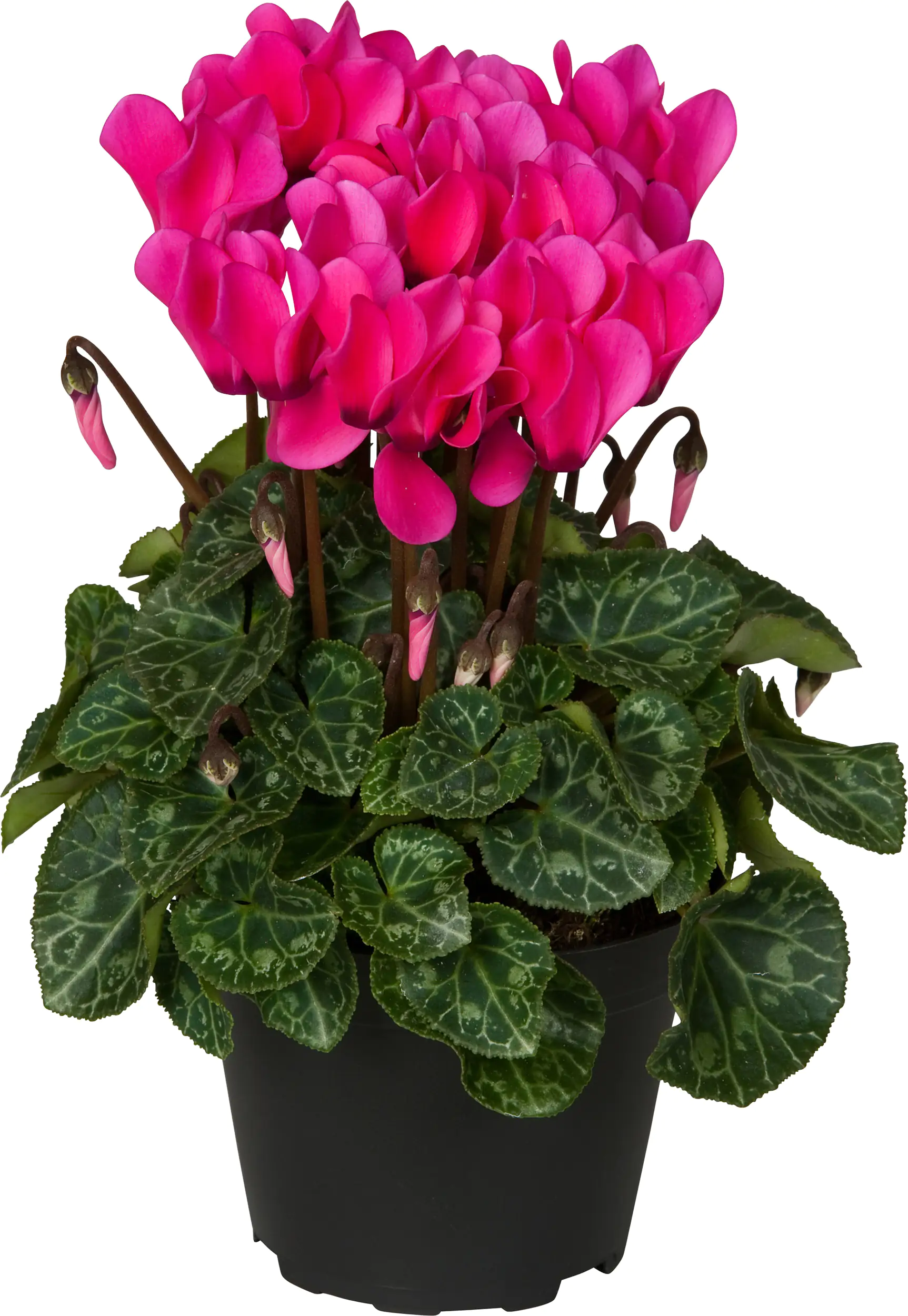 Alpenveilchen Cyclame Midi 10,5 cm Topf