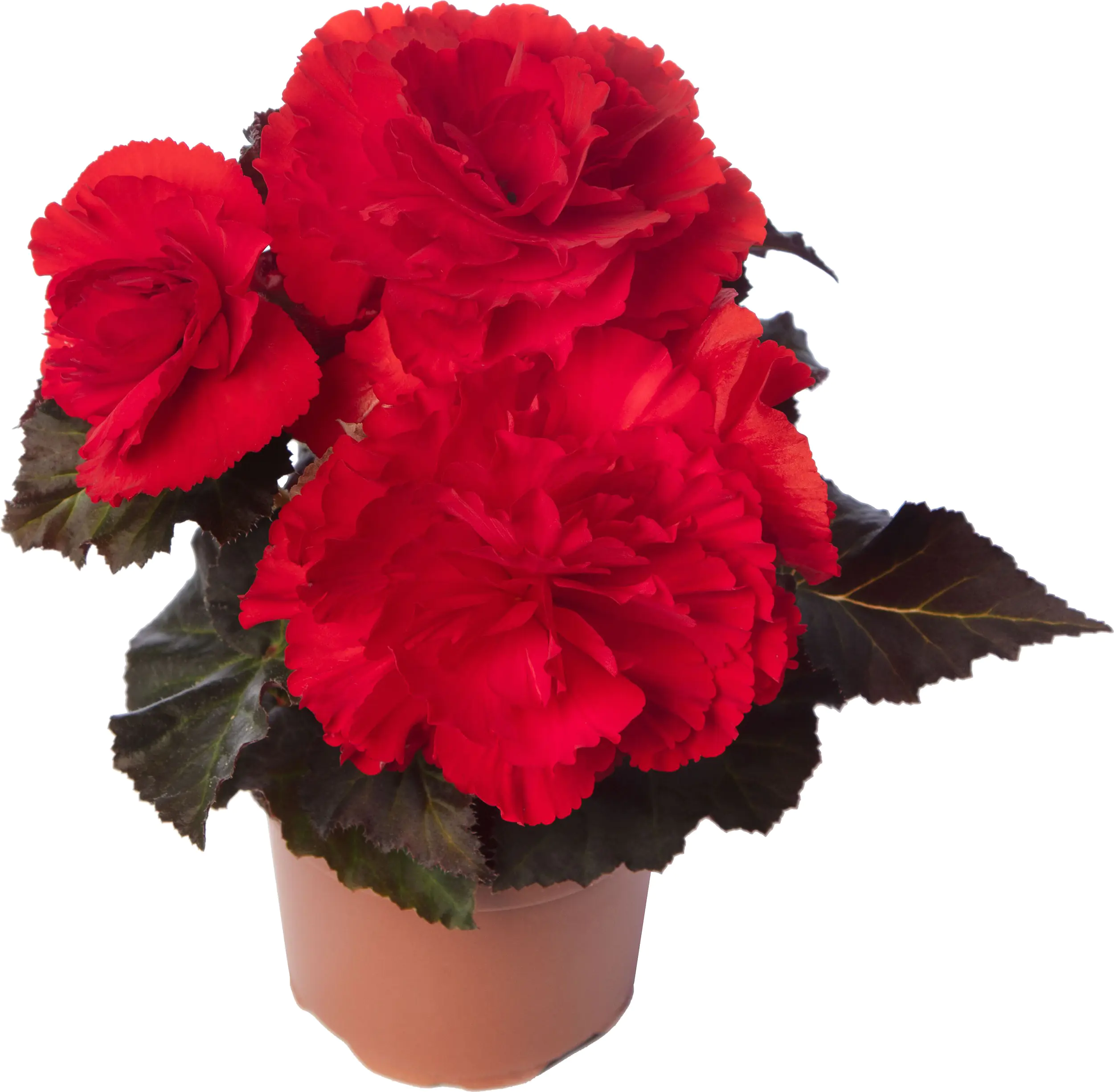 Begonie Tuberosa H 20 cm 12 cm Topf