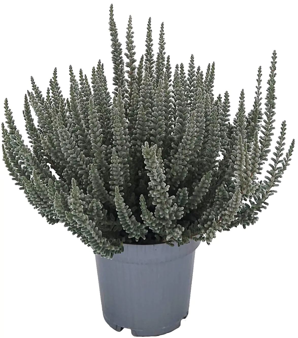 Heidekraut Calluna Zilly 11 cm Topf Heidekraut Calluna Zilly 11 cm Topf