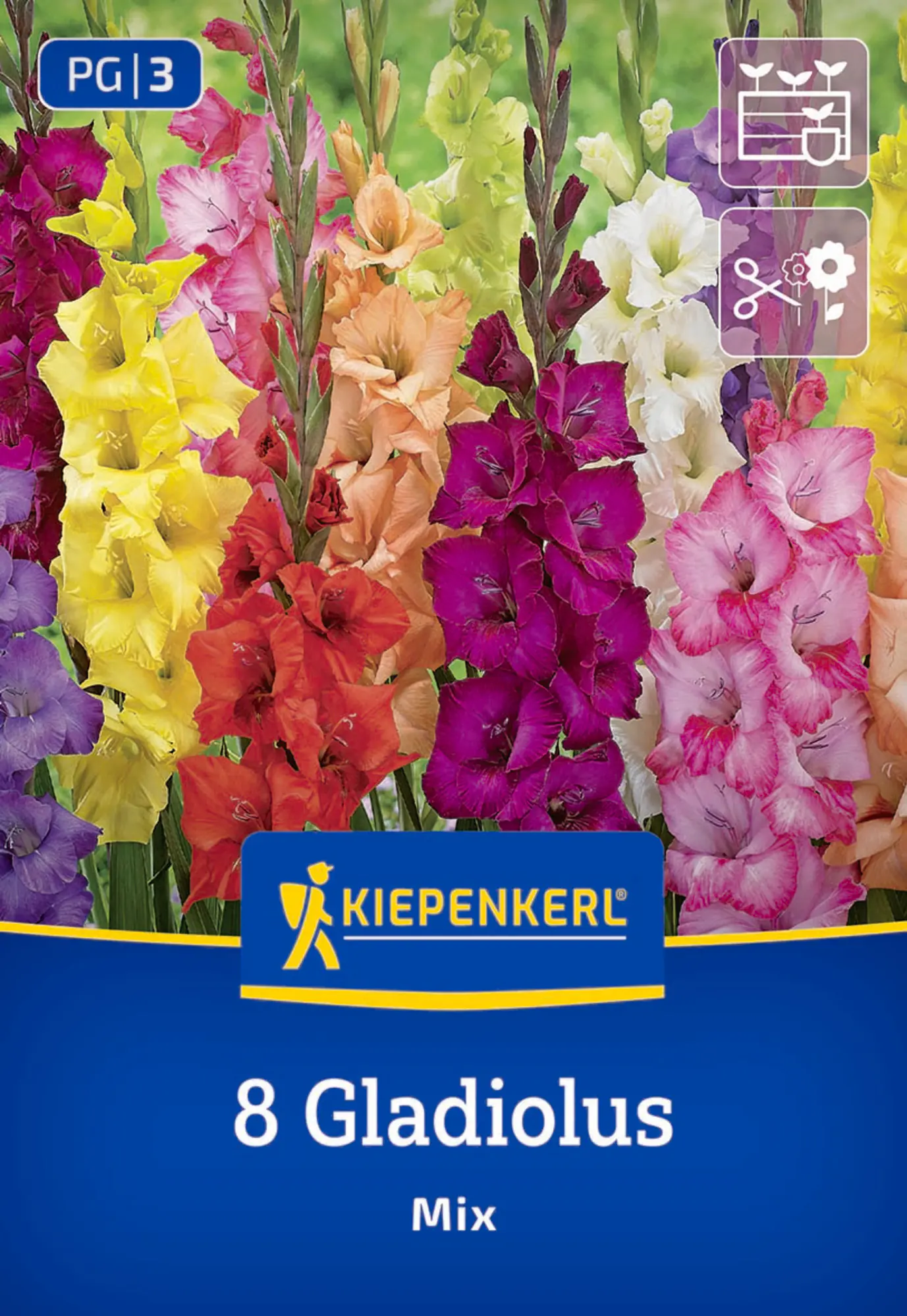 Kiepenkerl Frühjahrsblumenzwiebel Großblumige Gladiole Holländische Mischung 8 Stück