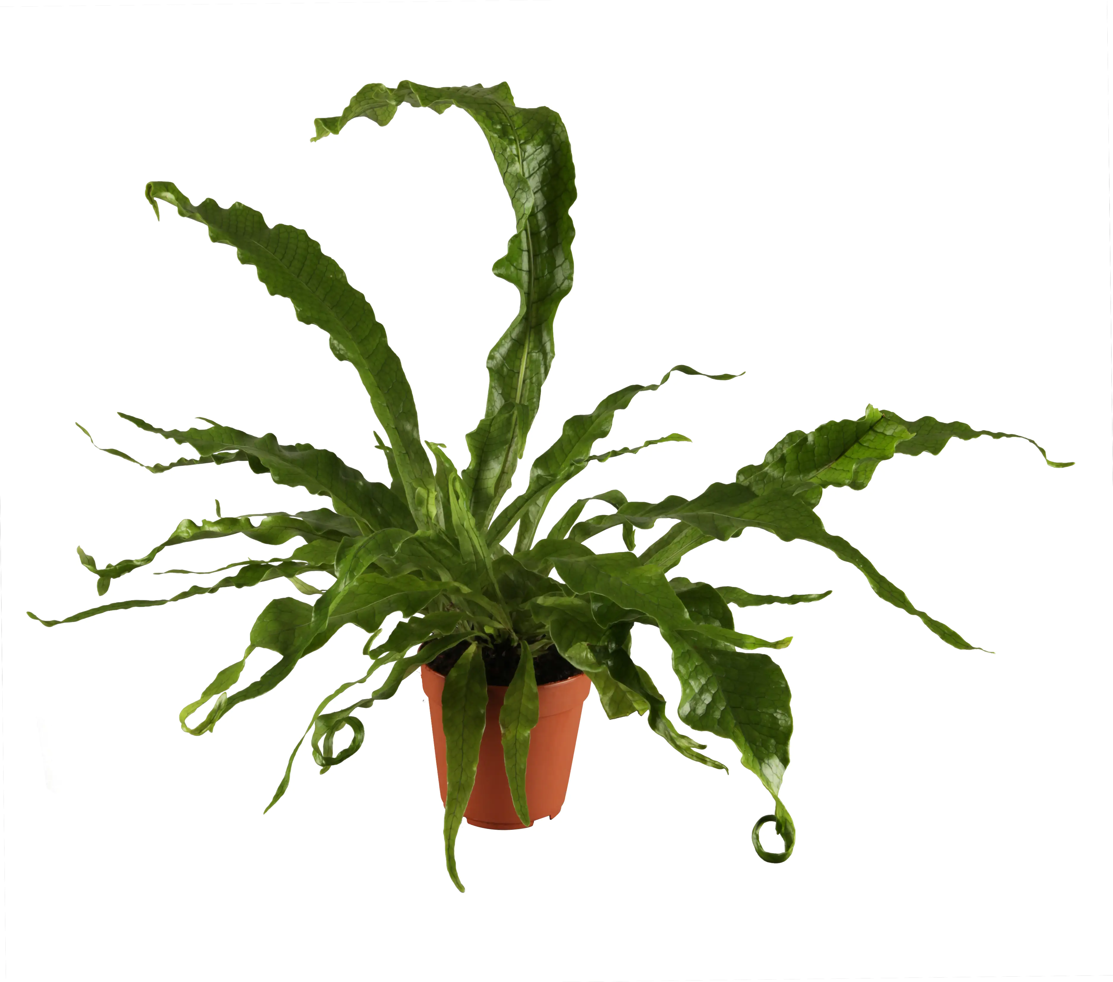 Krokodilfarn Microsorum Crocodyllus H ca. 40 cm 12 cm Topf