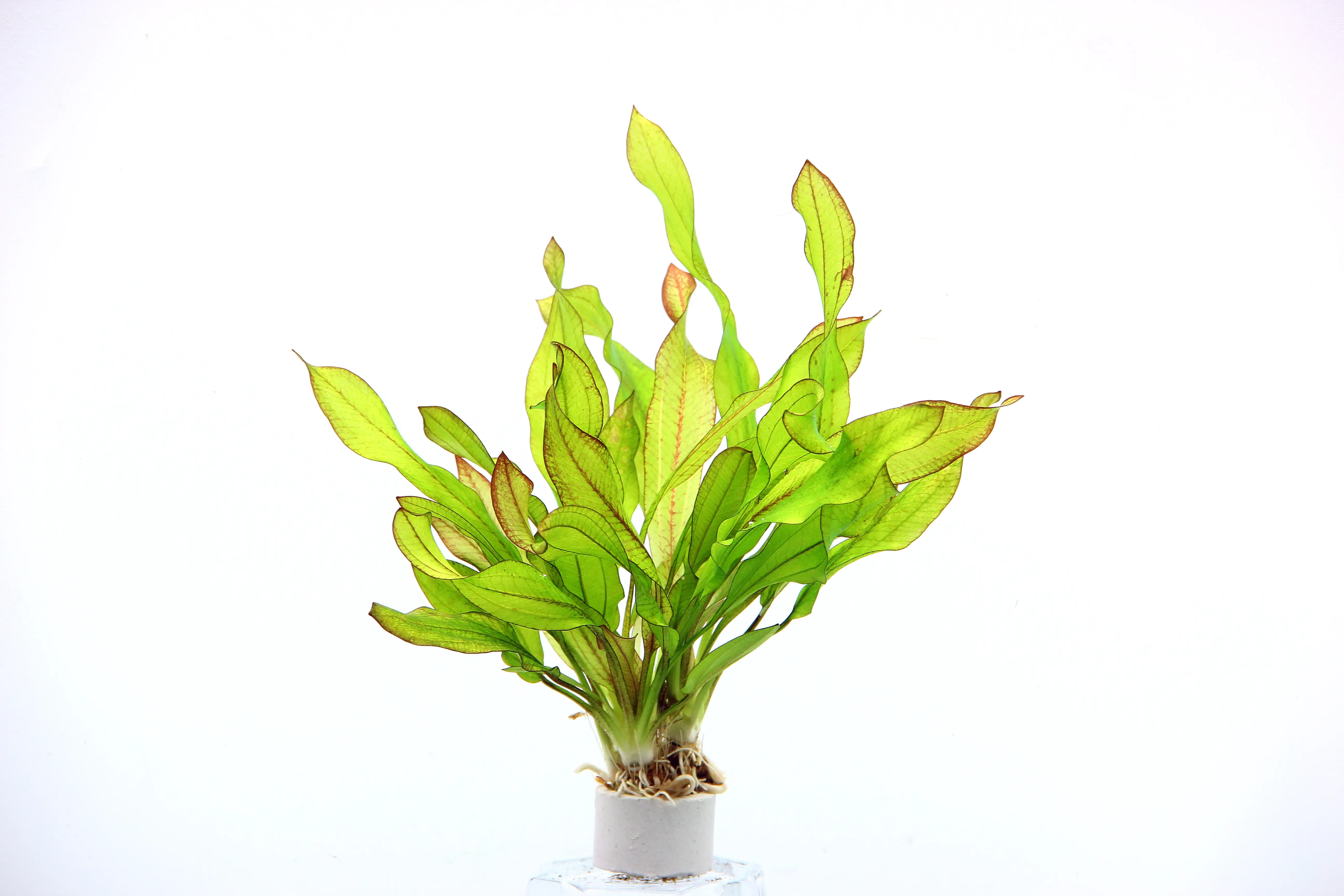 4001615300734 Dennerle Aquarienpflanze Echinodorus Green Chamäleon