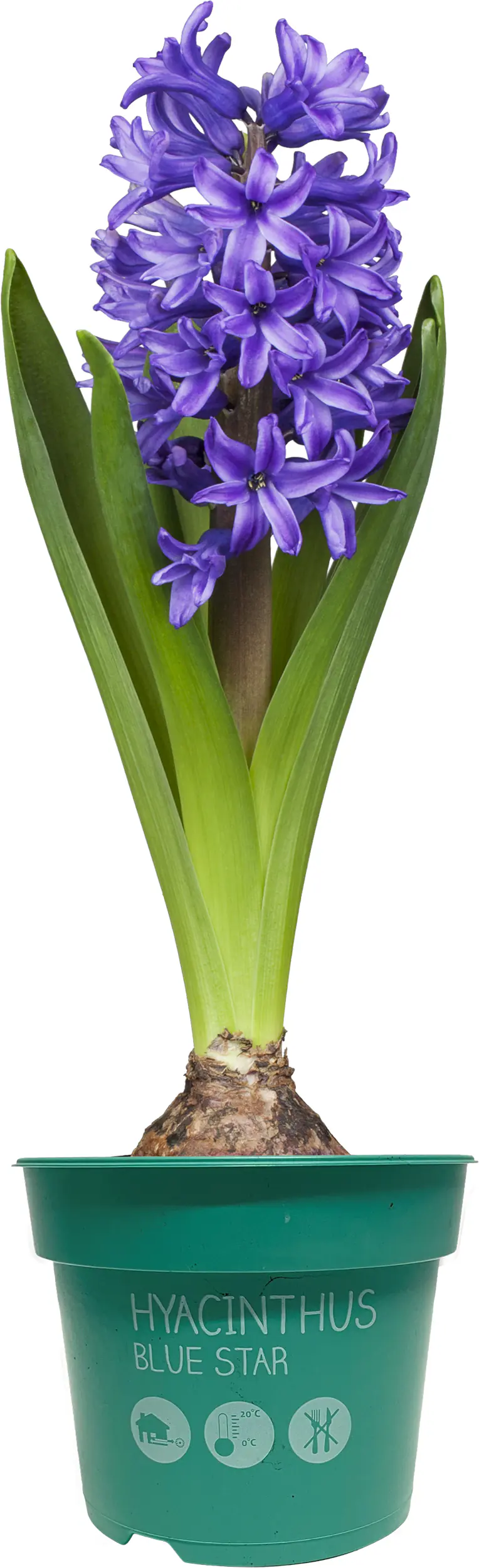 Zwiebelpflanzen im 9 cm Topf Hyazinthe Hyacinthus