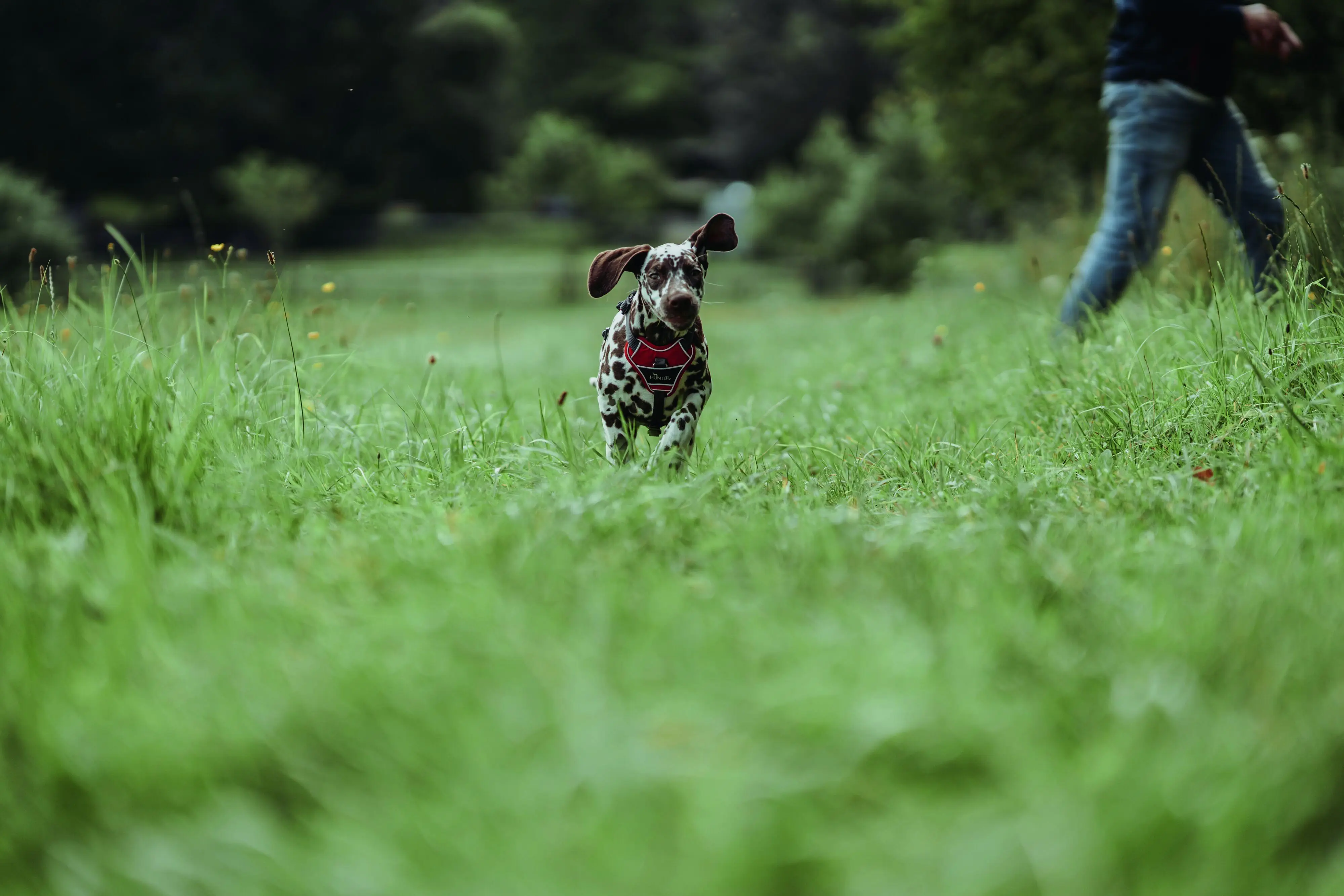 Hunter Hundegeschirr Divo M rot/grau