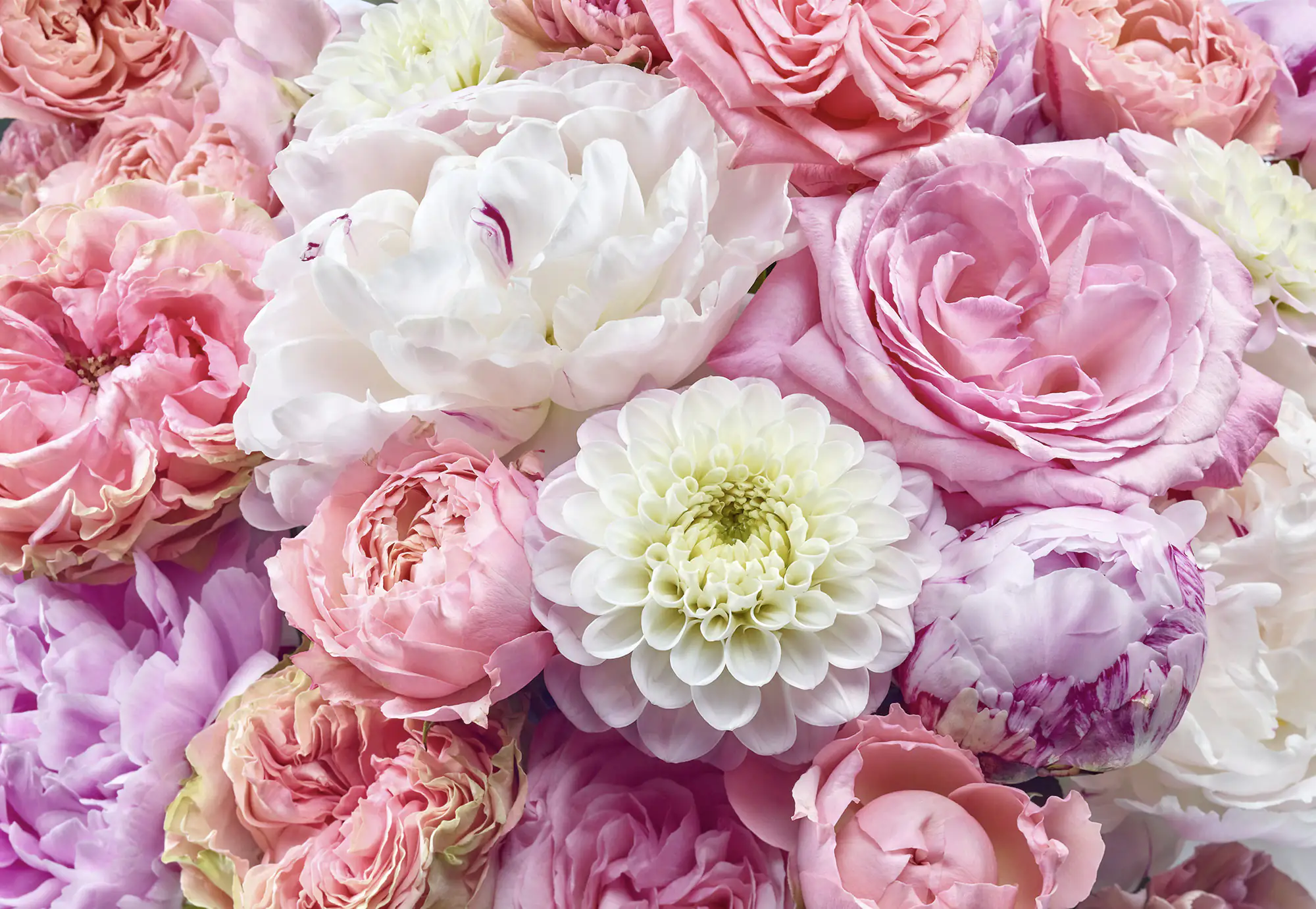 Komar Fototapete Vibrant Spring 368 x 254 cm 