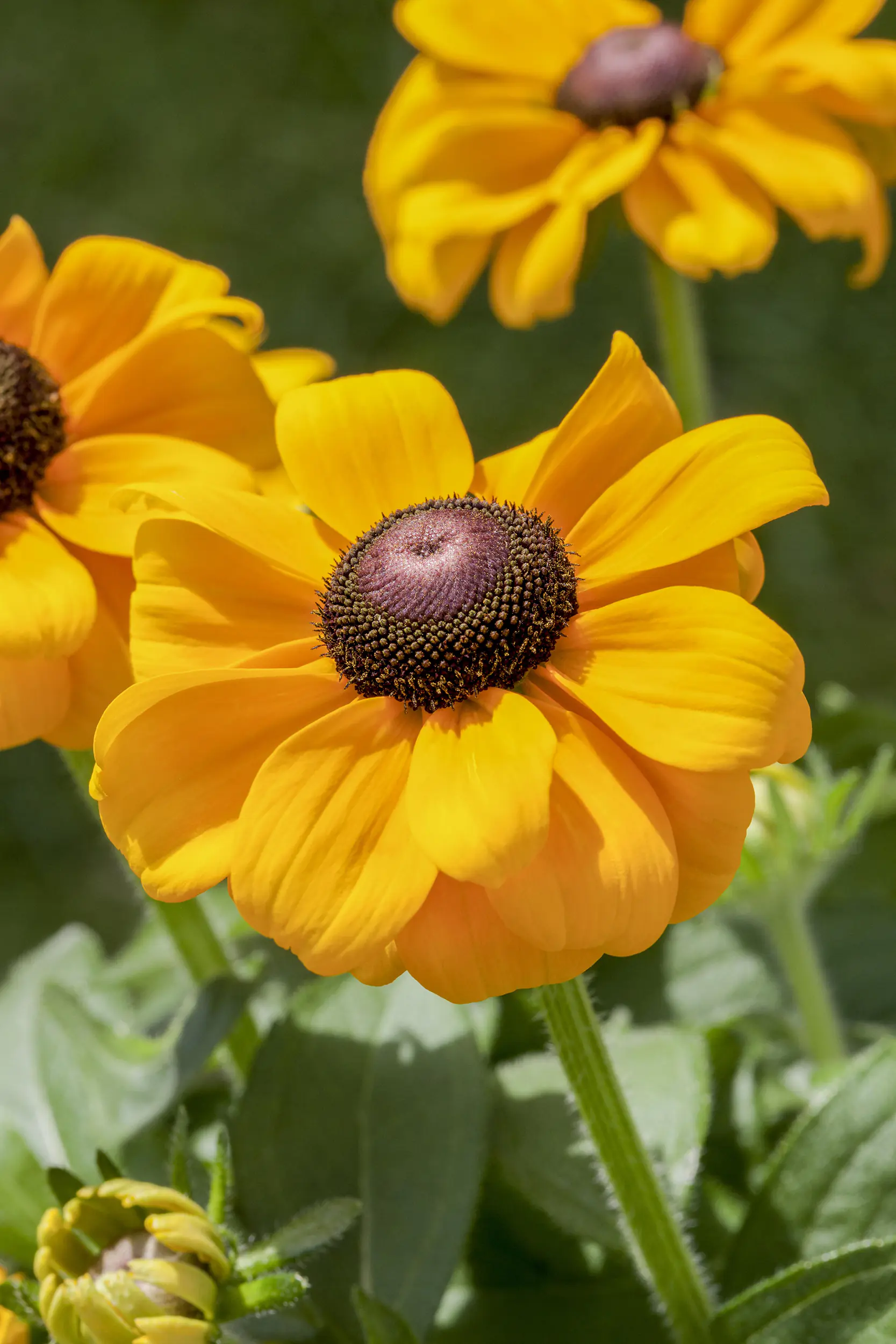 Sonnenhut Rudbeckia 23 cm Topf