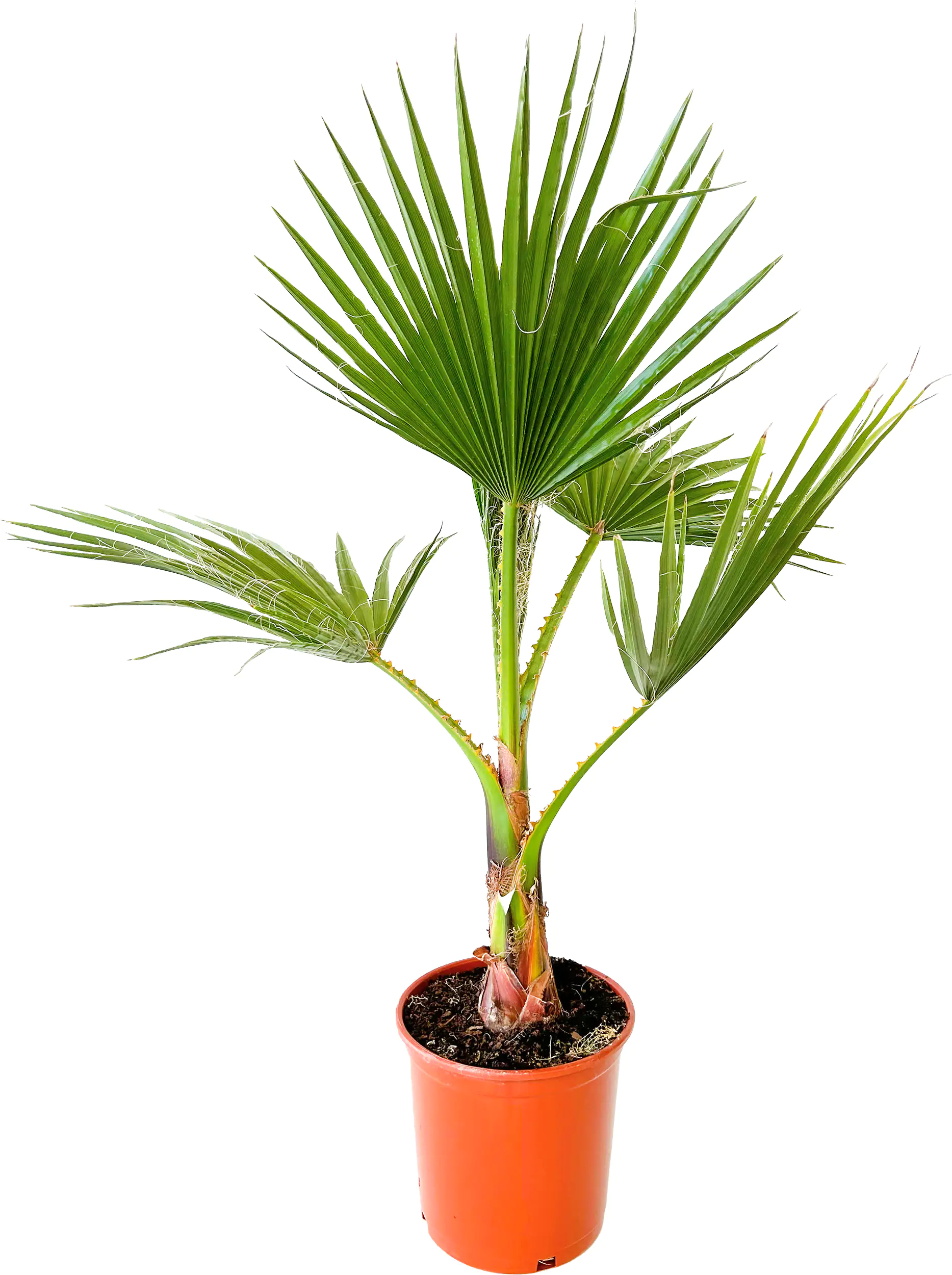 Palmenmix H ca 160 cm 30 cm Topf