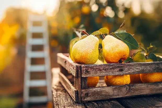 frisch geerntete Äpfel in einem Erntekorb