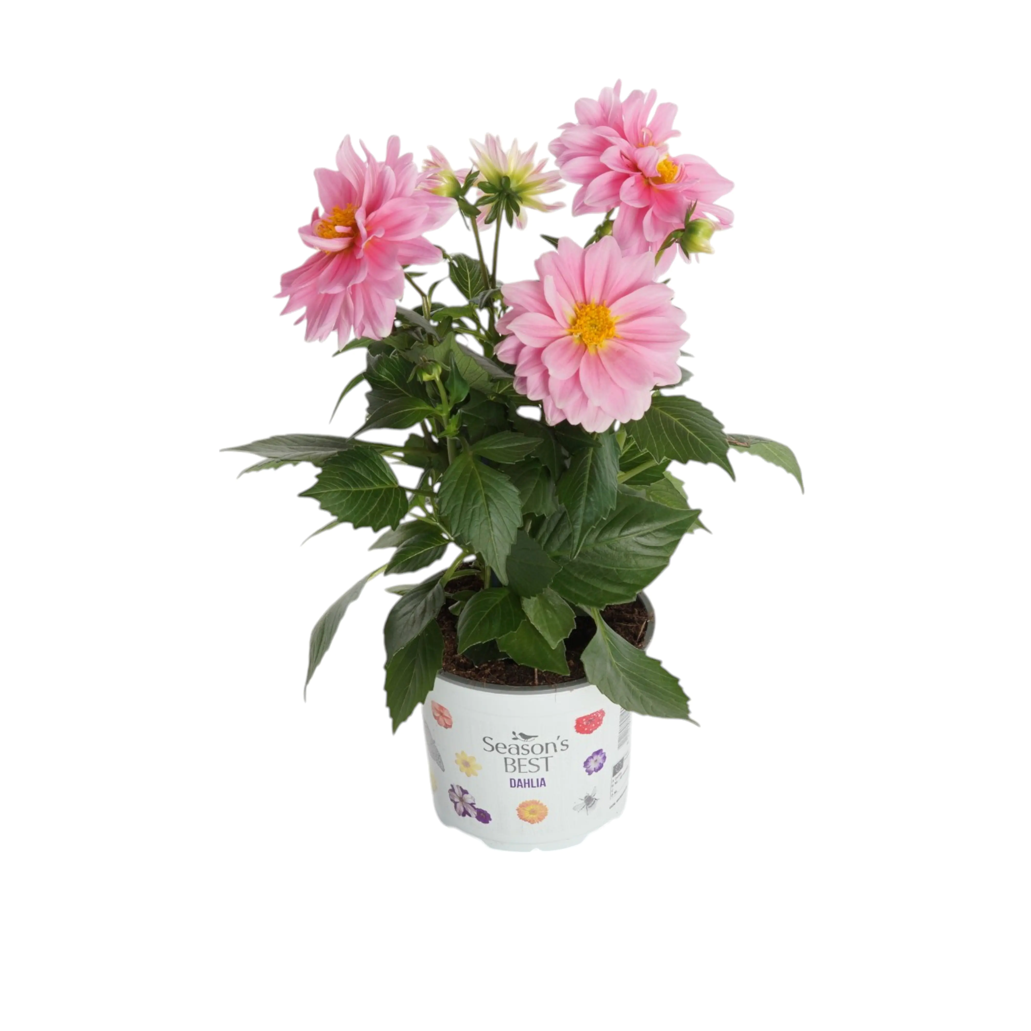 Beet- und Balkonpflanzen Dahlia Dahlie 10,5 cm Topf