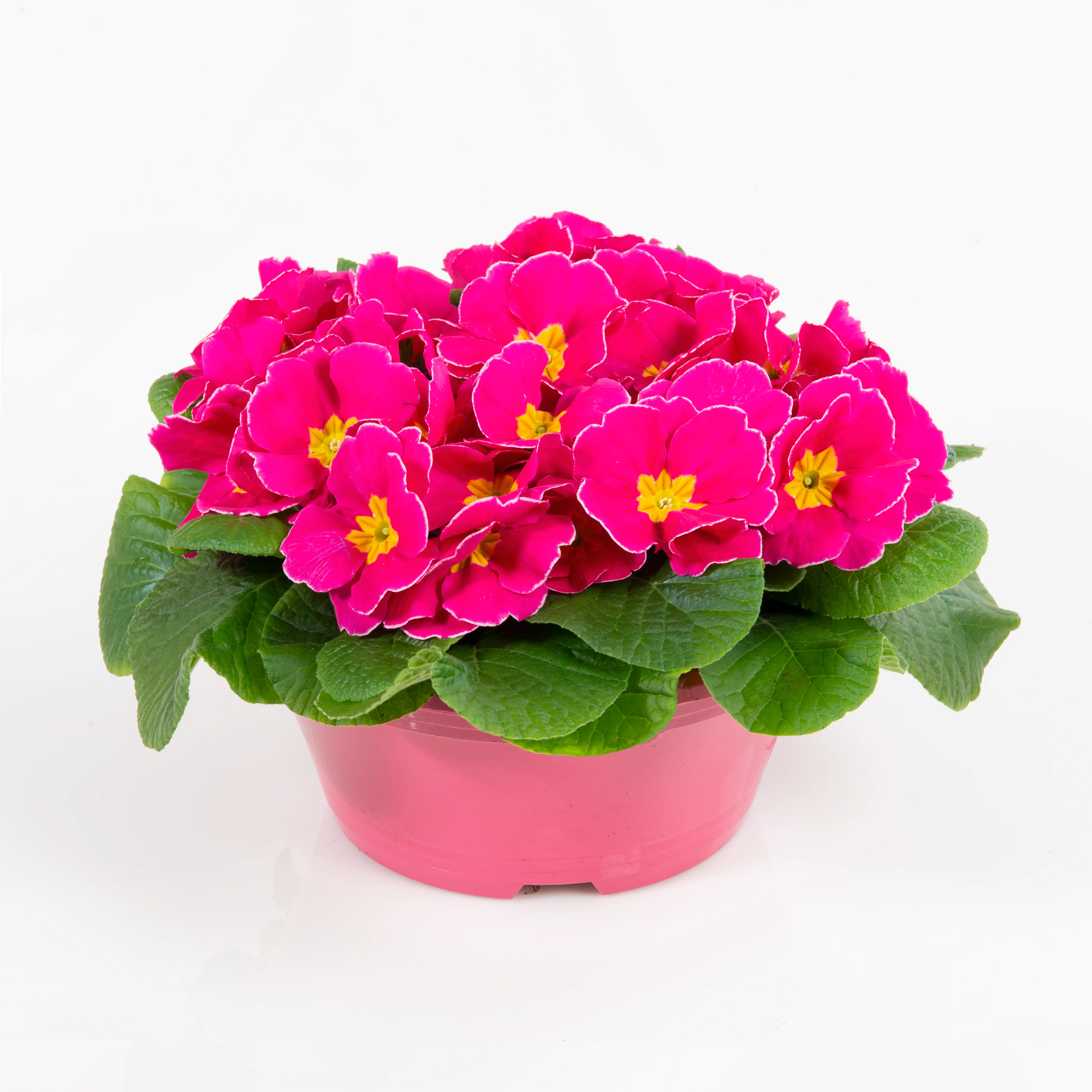8717929978984_4 Primel Primula Acaulis 'Paradiso' H ca. 25 cm, 21 cm Schale